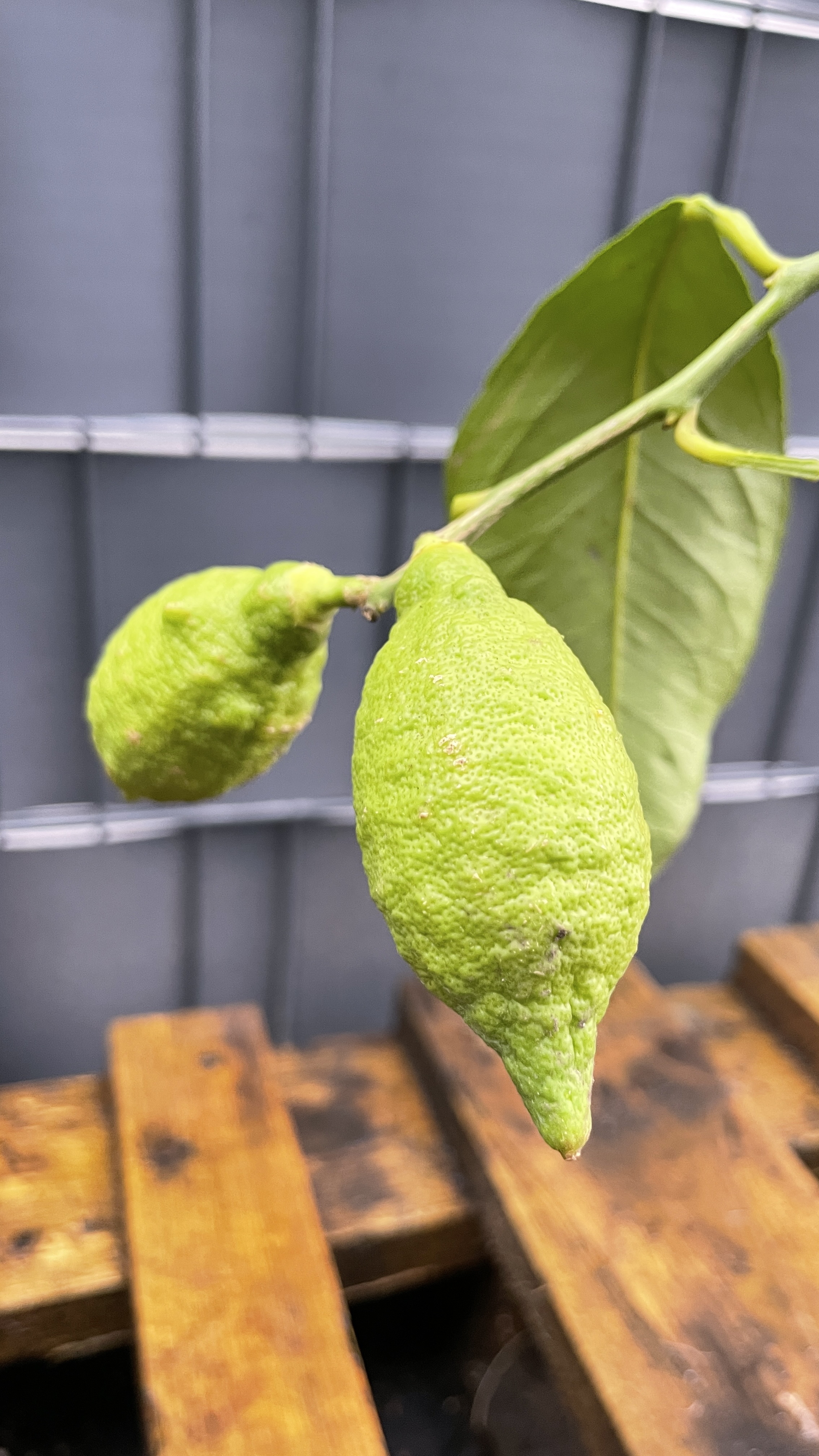 Citrus limon Echter Zitronenbaum 70-80cm
