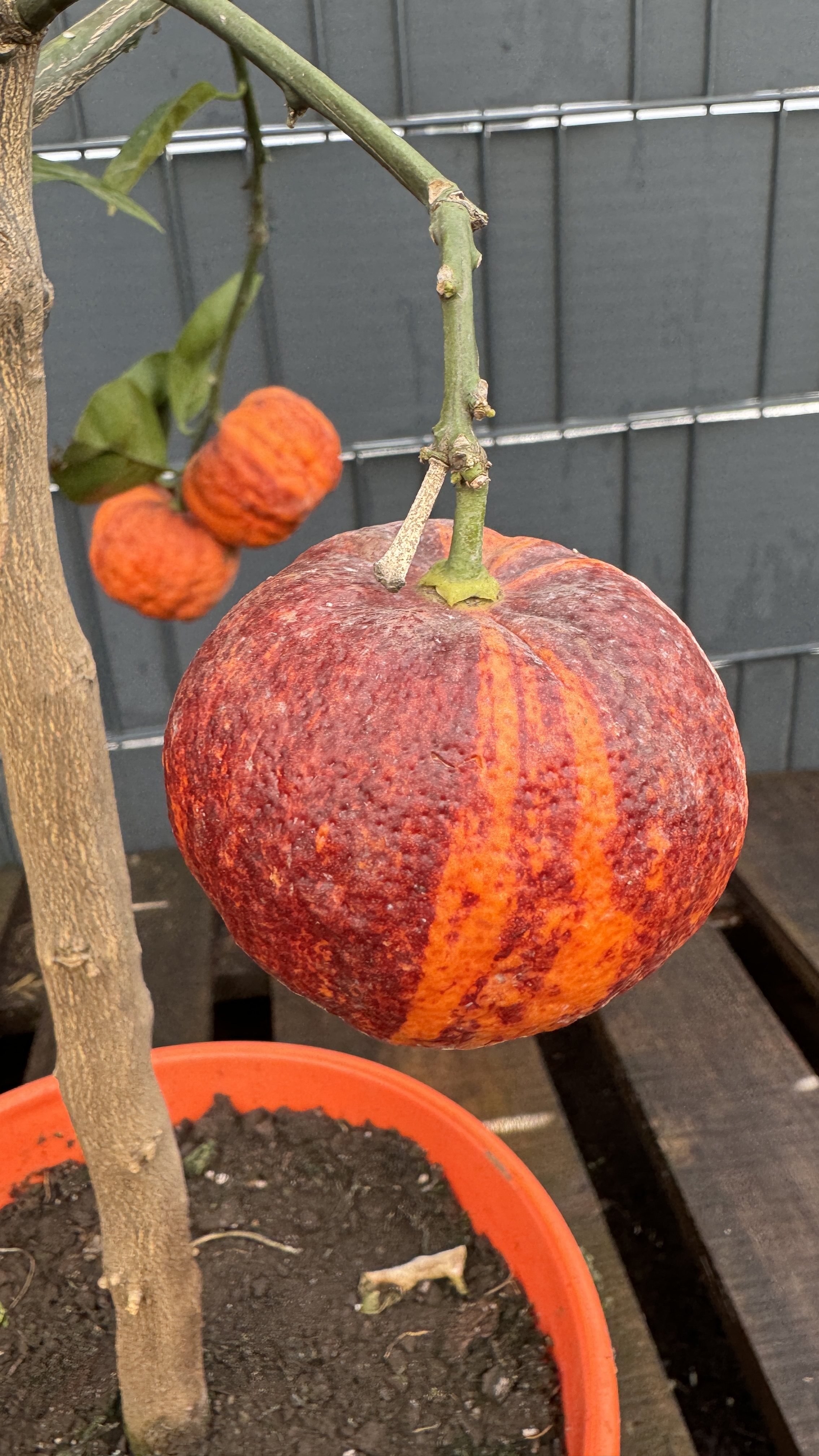 Citrus meyeri x Citrus sinensis doppio sanguineo Orange "Arcobal" Regenbogen Orange 70-90cm
