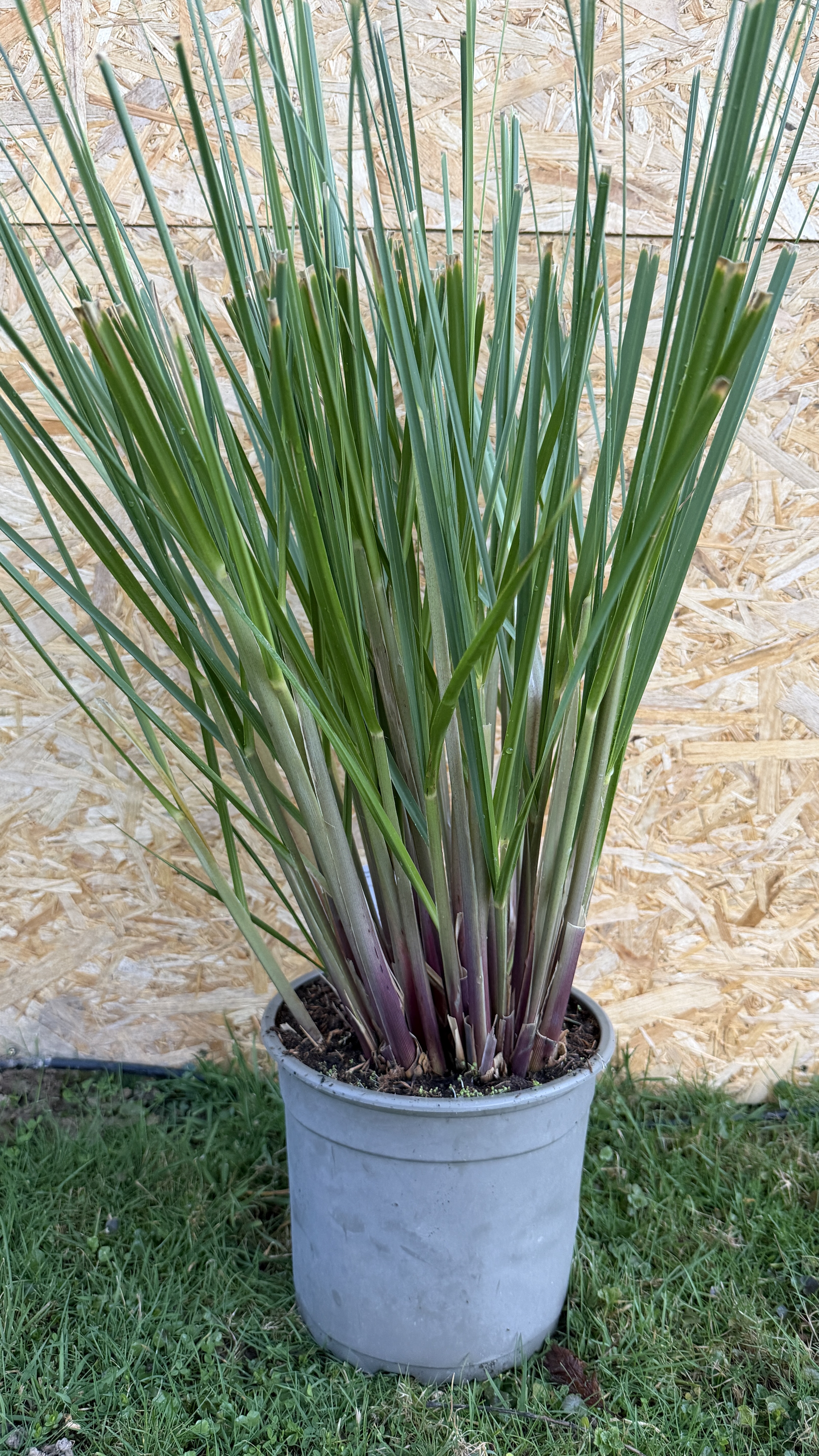 Cortaderia selloana "Pumila" Pampasgras XXL im 5 Liter Container