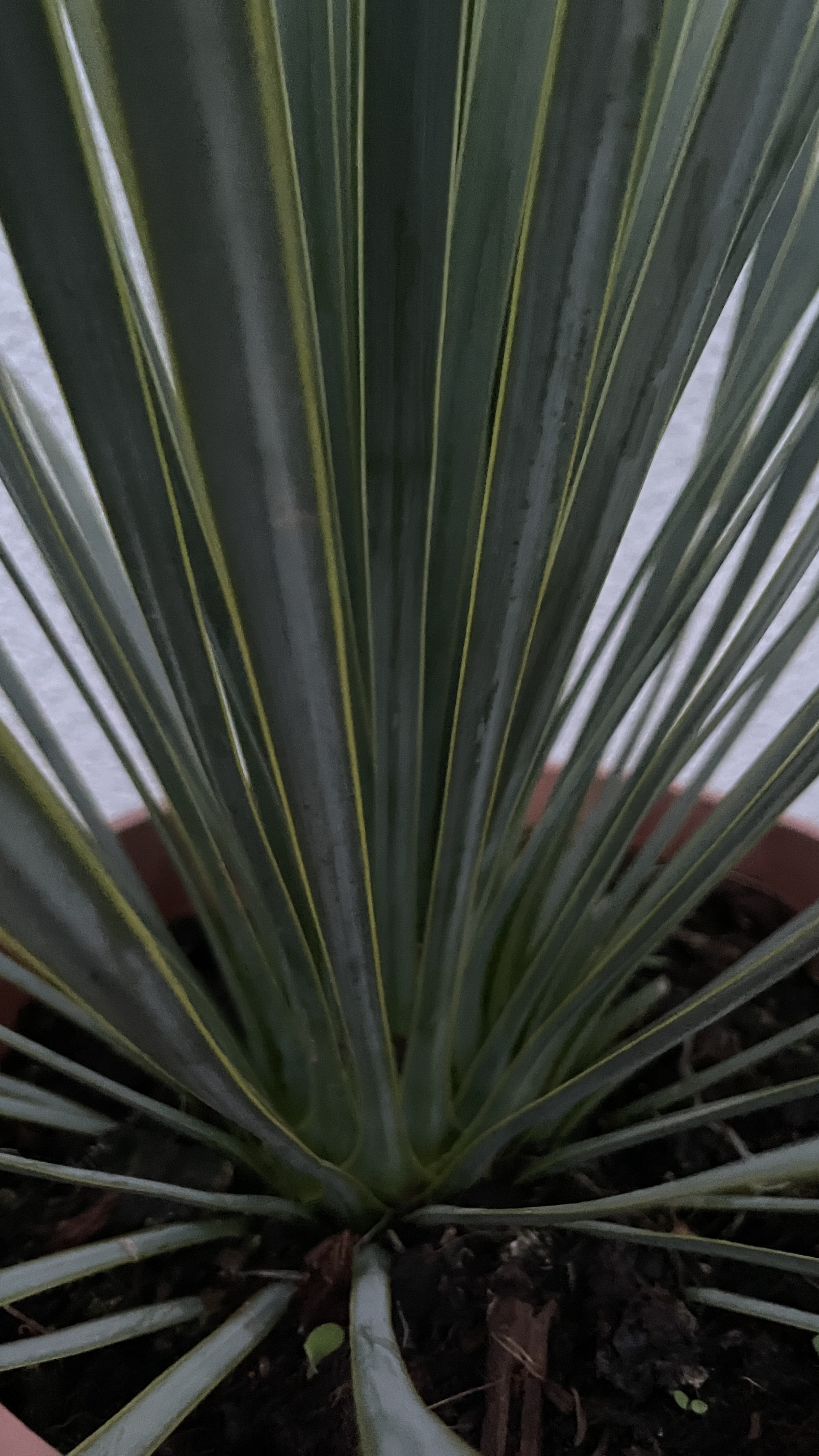 Yucca rostrata Blaue Palmlilie 35-50cm