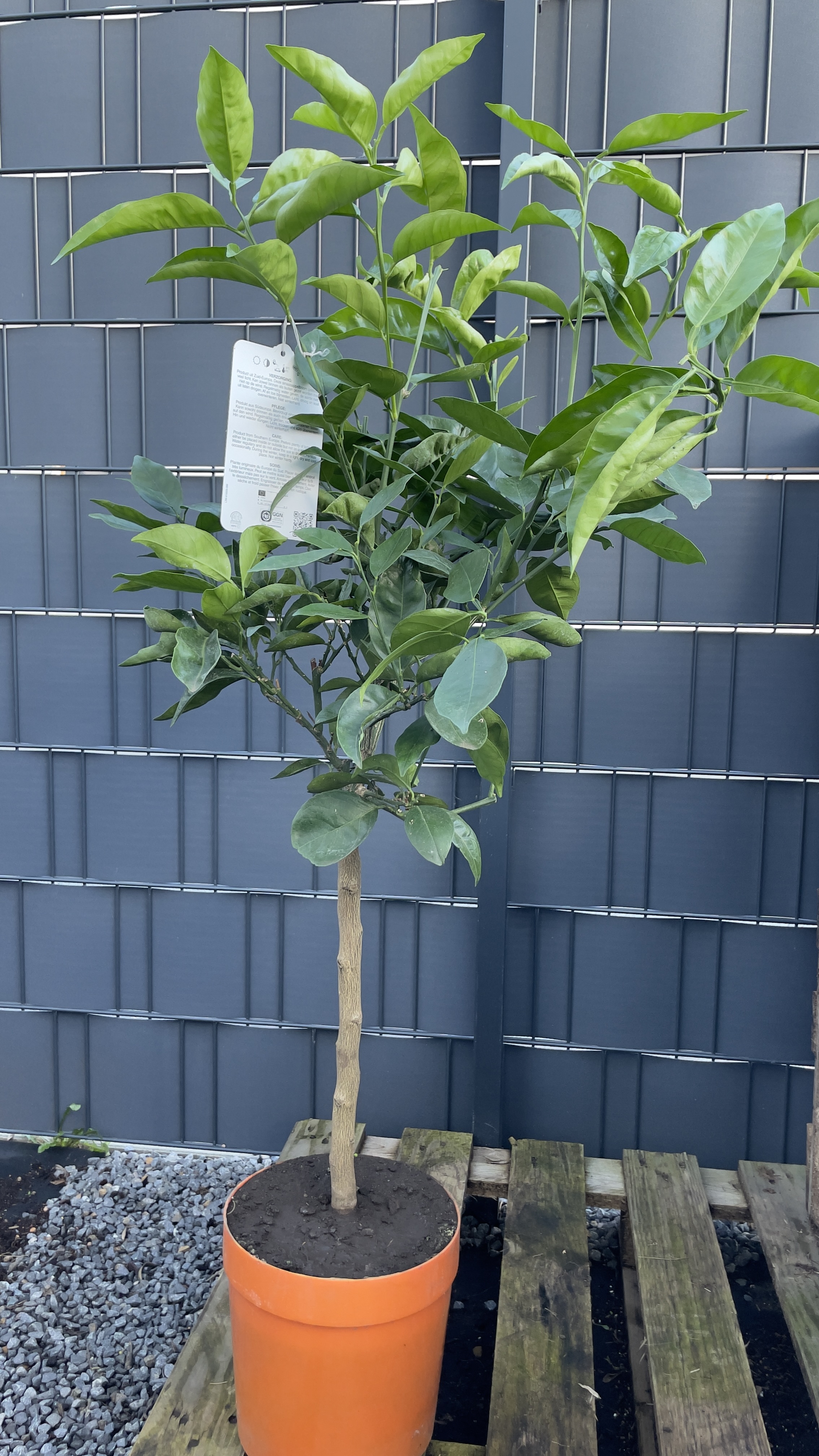 Citrus sinensis "Arancio" 80-100cm