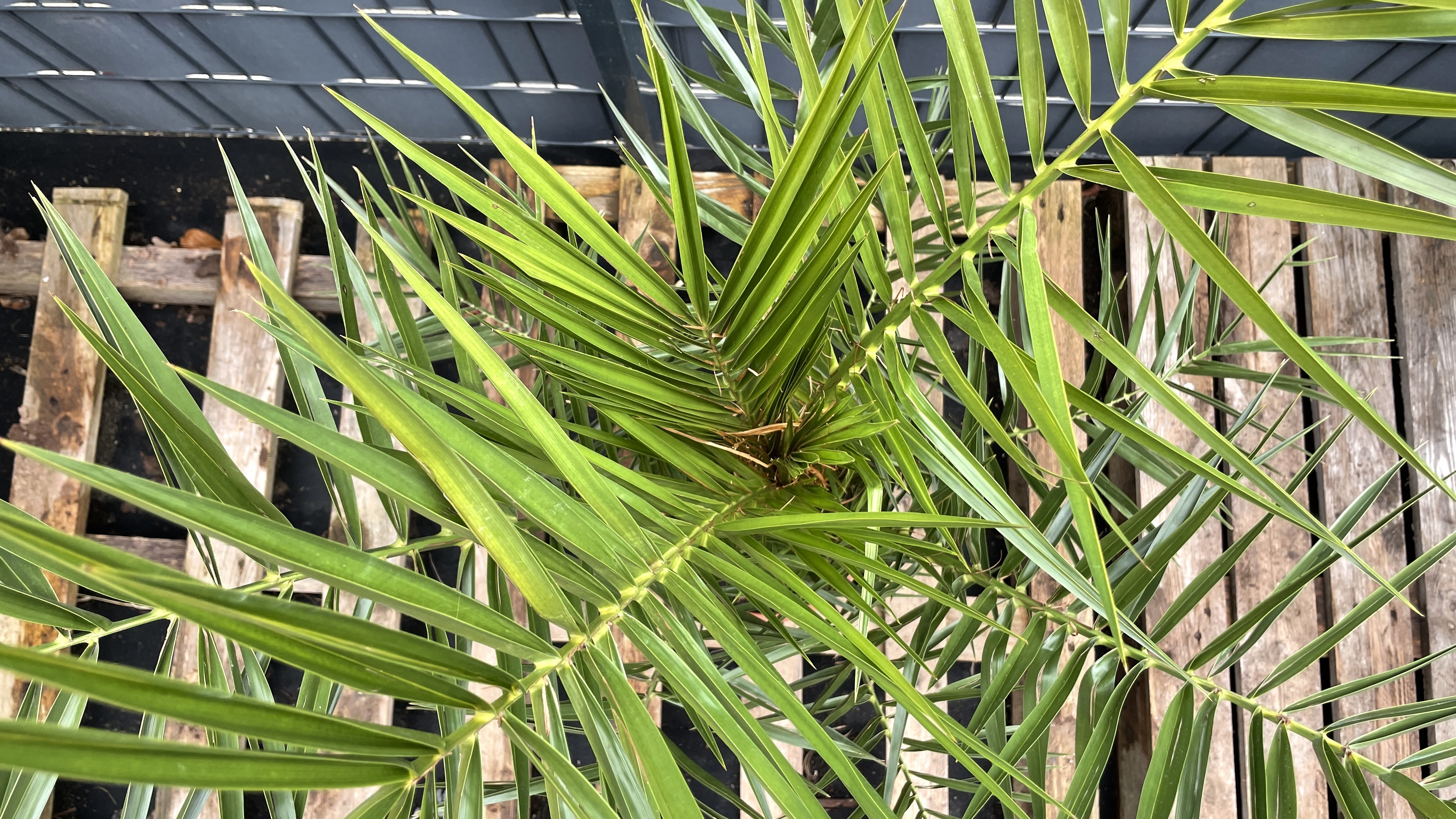 Phoenix canariensis Kanarische Dattelpalme 120-130cm