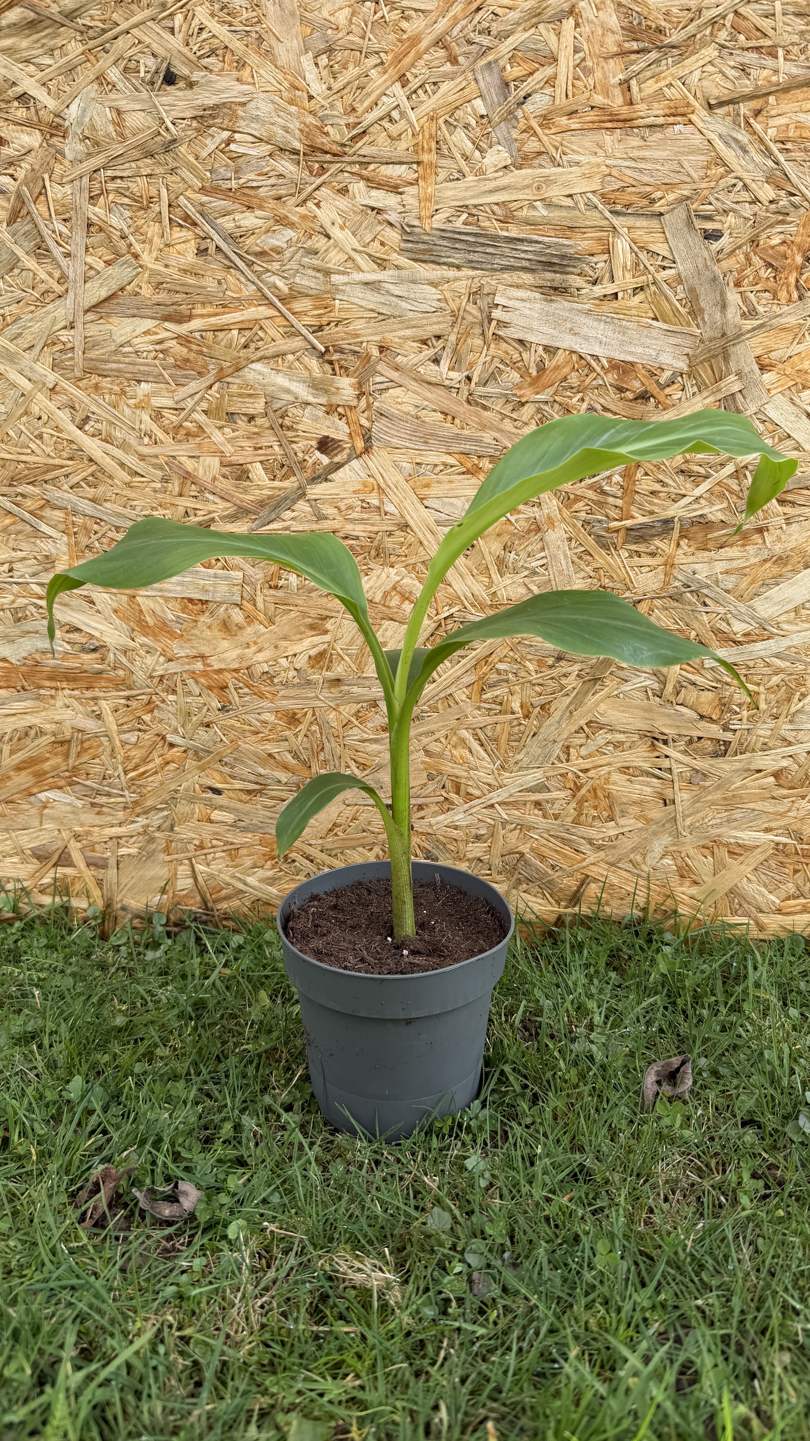 Musa itinerans "Forma India" Indische Banane, 30-40cm