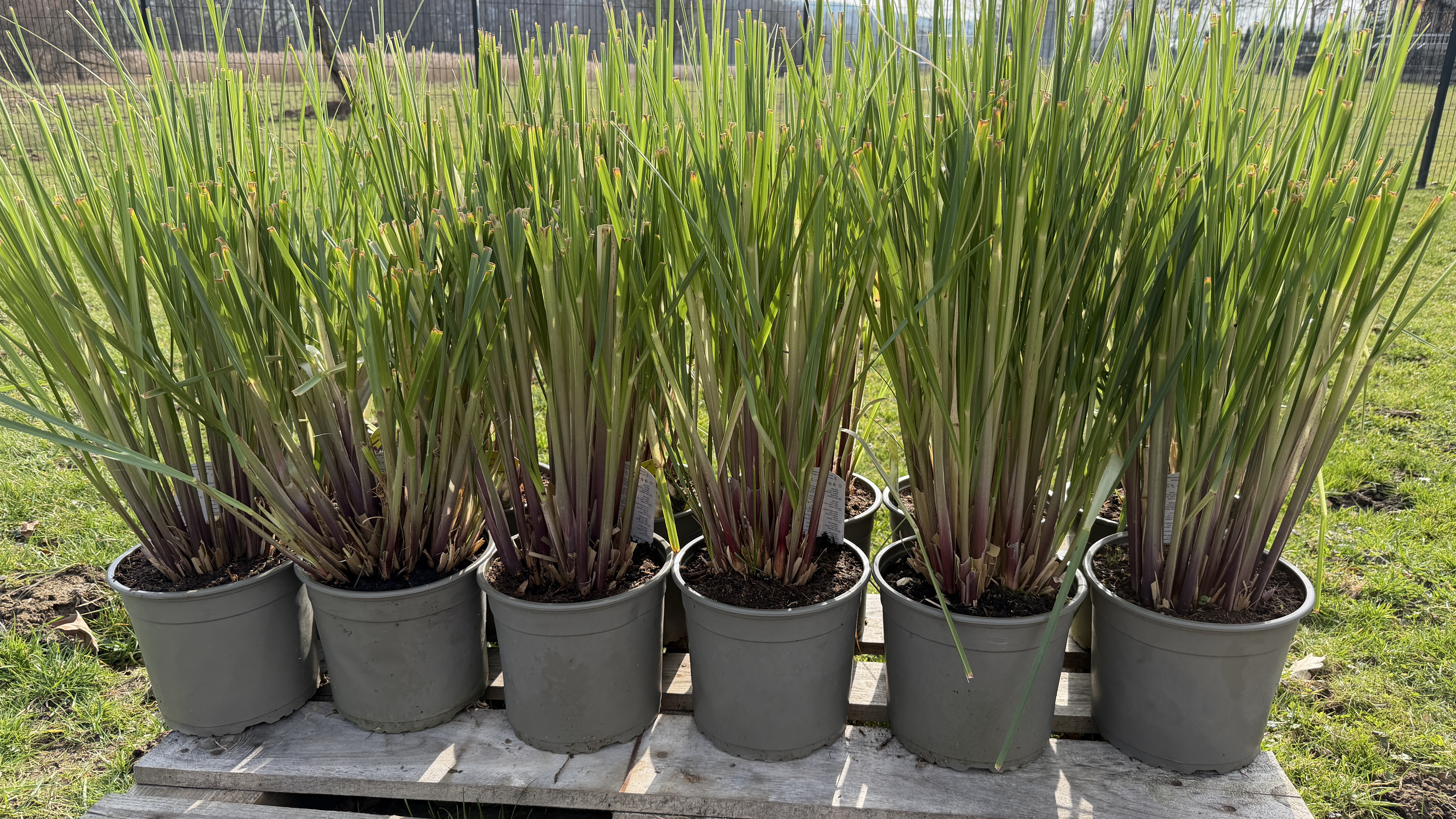 Cortaderia selloana "Pumila" Pampasgras XXL im 5 Liter Container