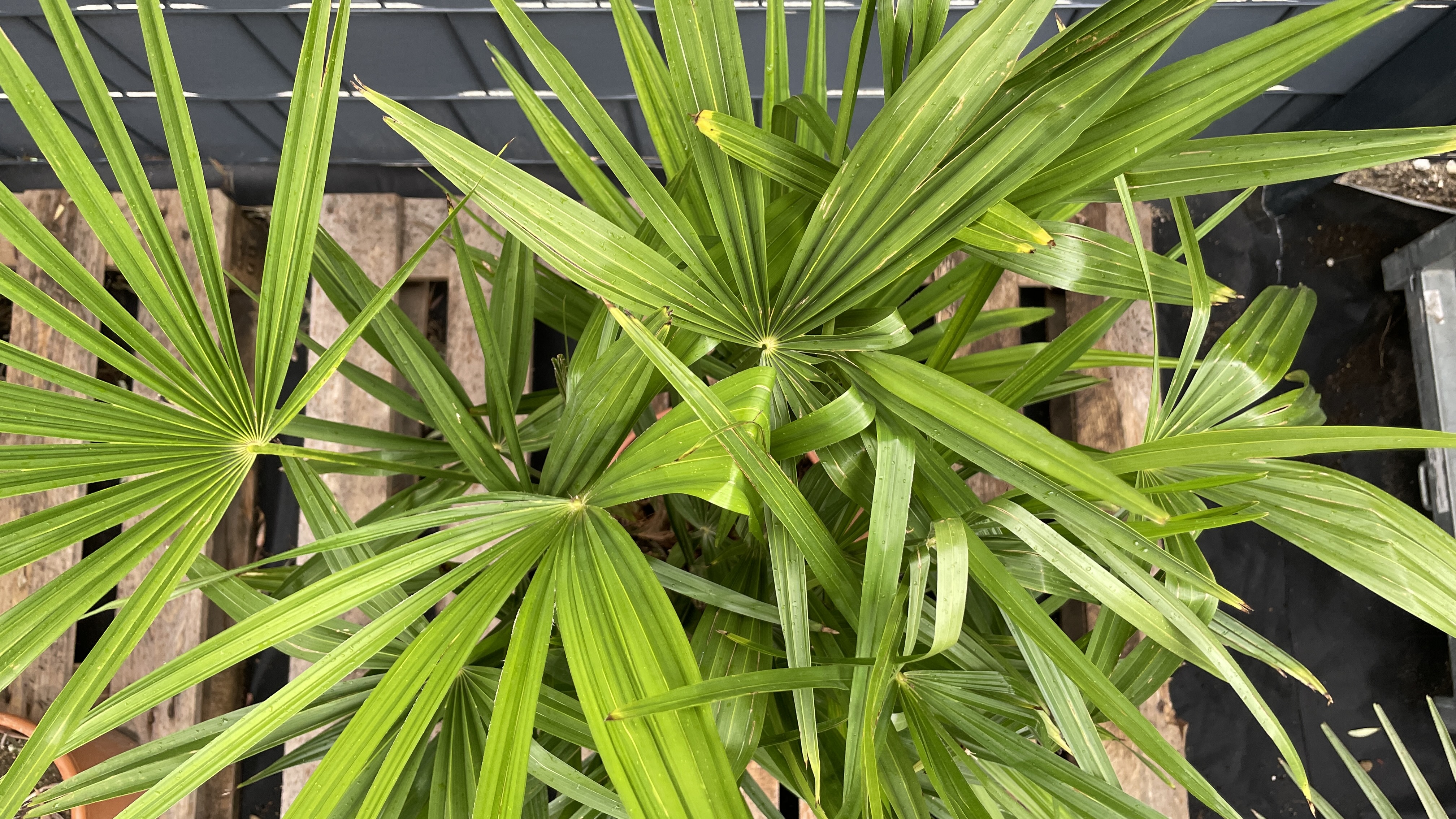 Trachycarpus fortunei Chinesische Hanfpalme Multistamm 95-105cm