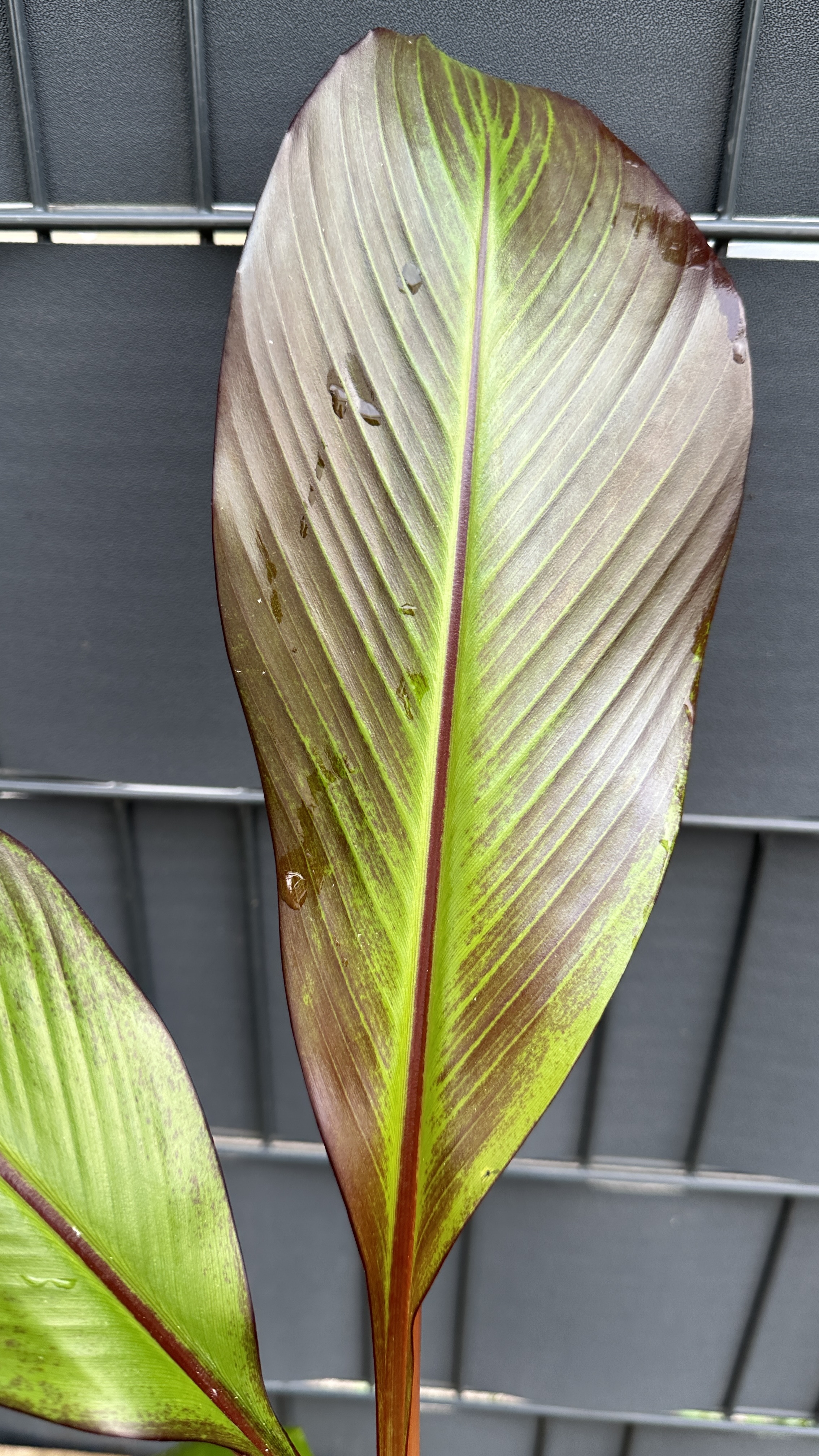 Musa Ensete ventricosum maurelli Rote Zierbanane 50-80cm