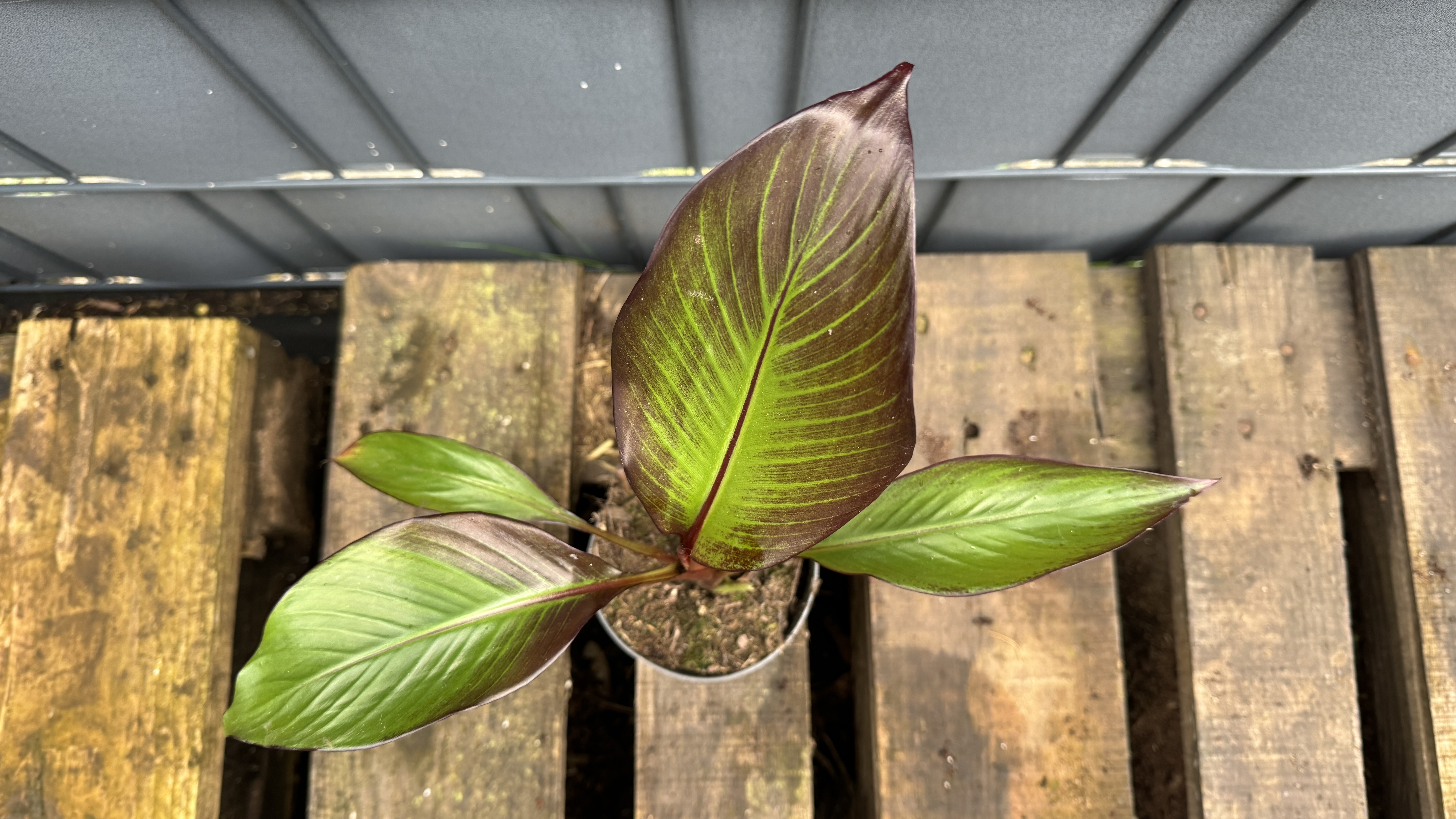 Musa Ensete ventricosum maurelli Rote Zierbanane 30-50cm