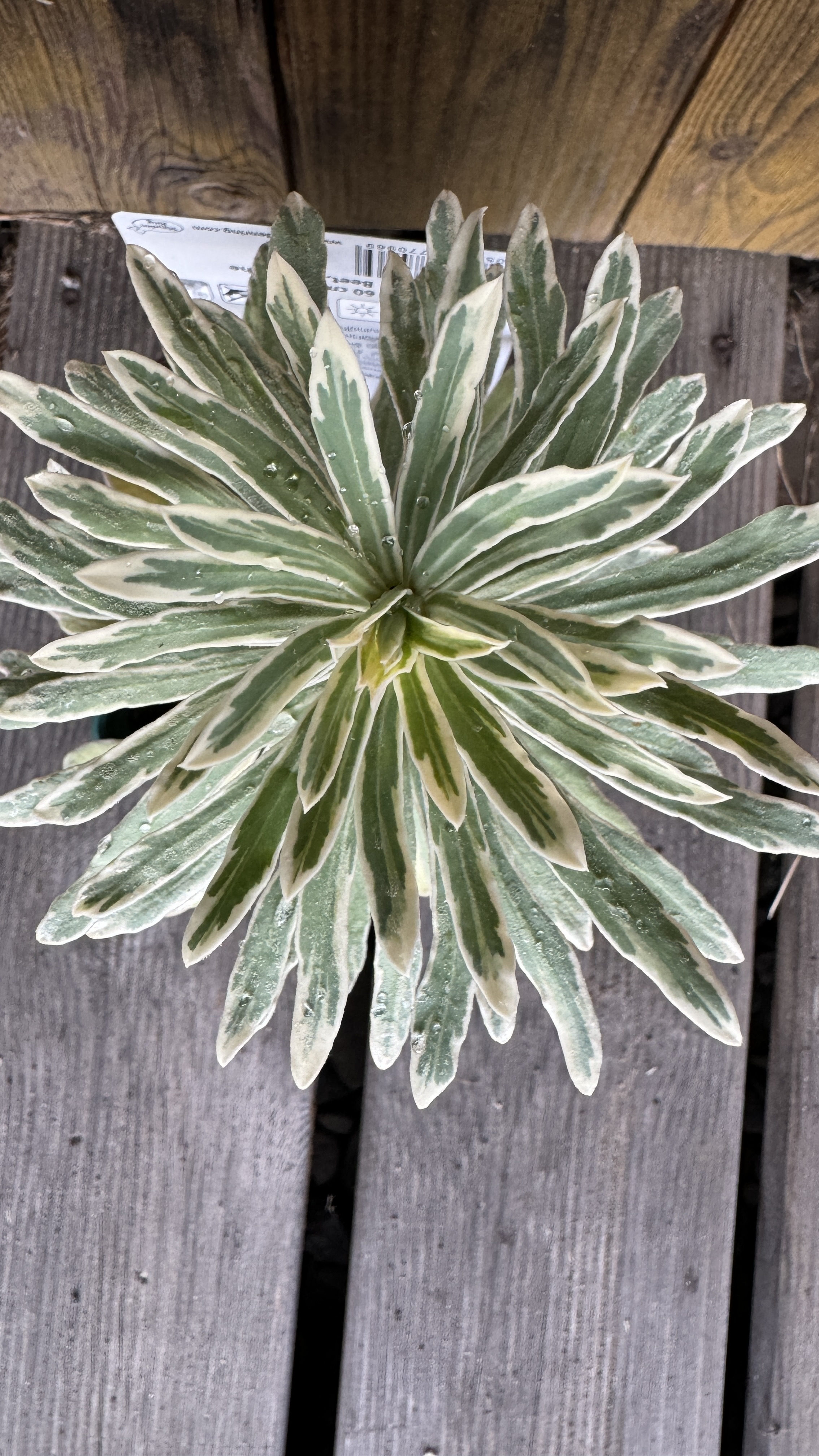 Euphorbia characias 'Silver Swan' Mittelmeer-Wolfsmilch 30-35cm