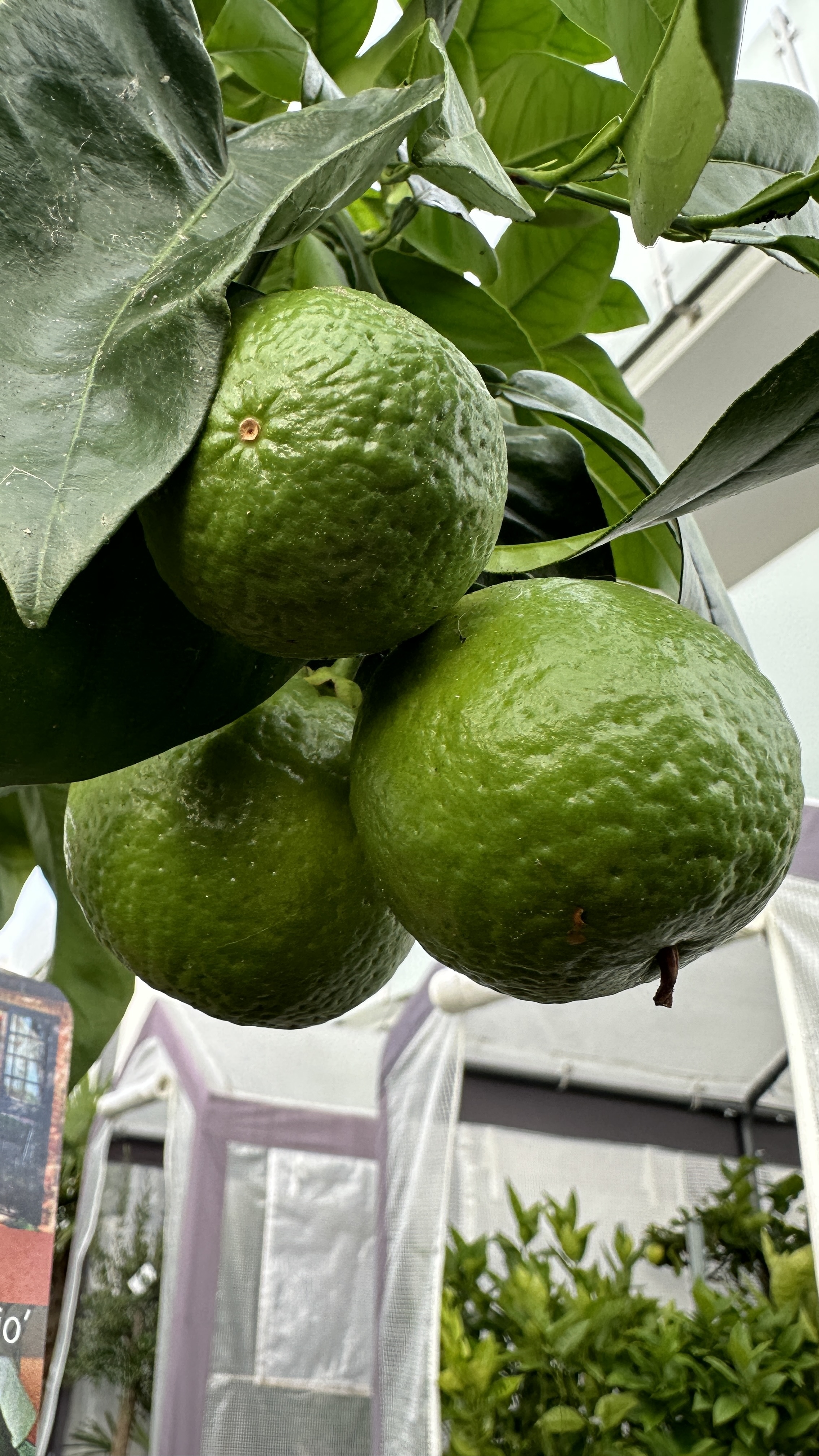 Citrus sinensis "Arancio" 80-100cm