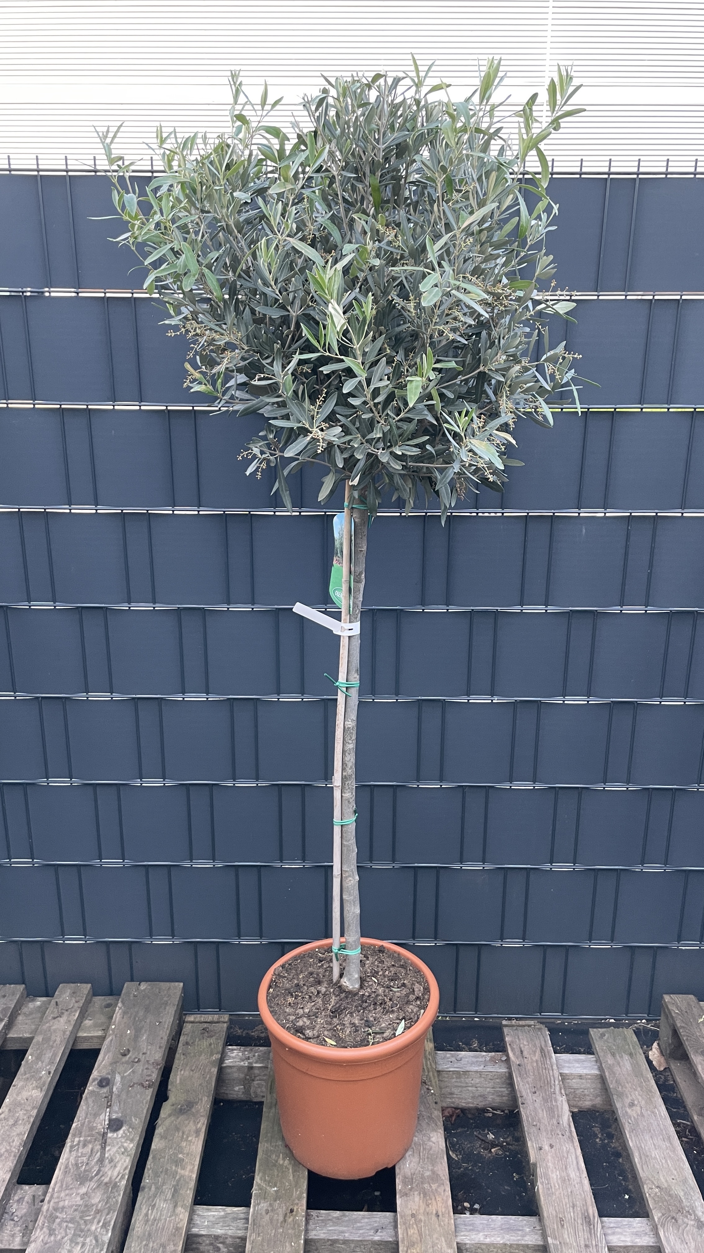 Olea europaea - Olivenbaum 170-180cm