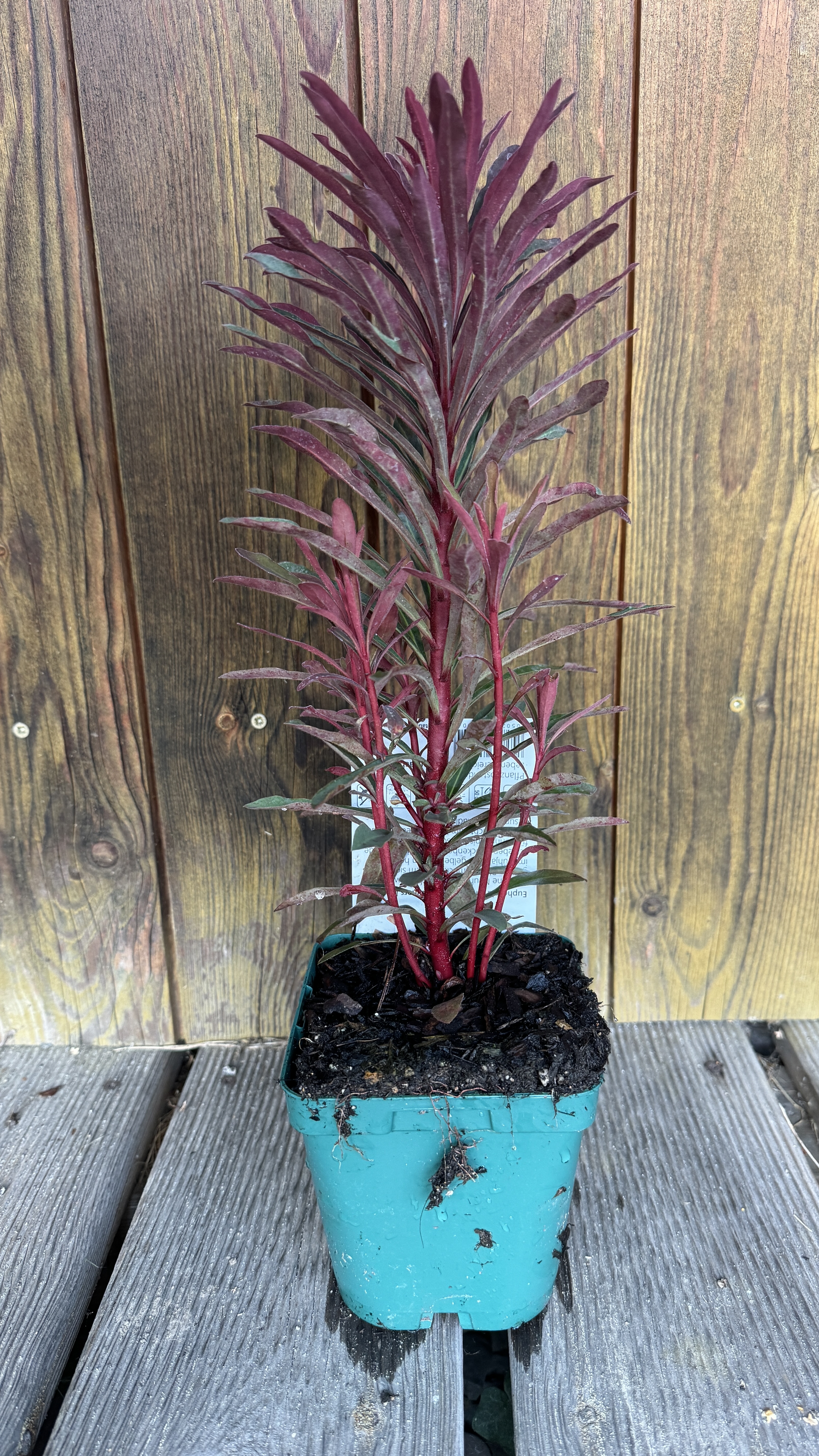 Euphorbia amygdaloides 'Miners Merlot' Rote Garten-Wolfsmilch 40-45cm