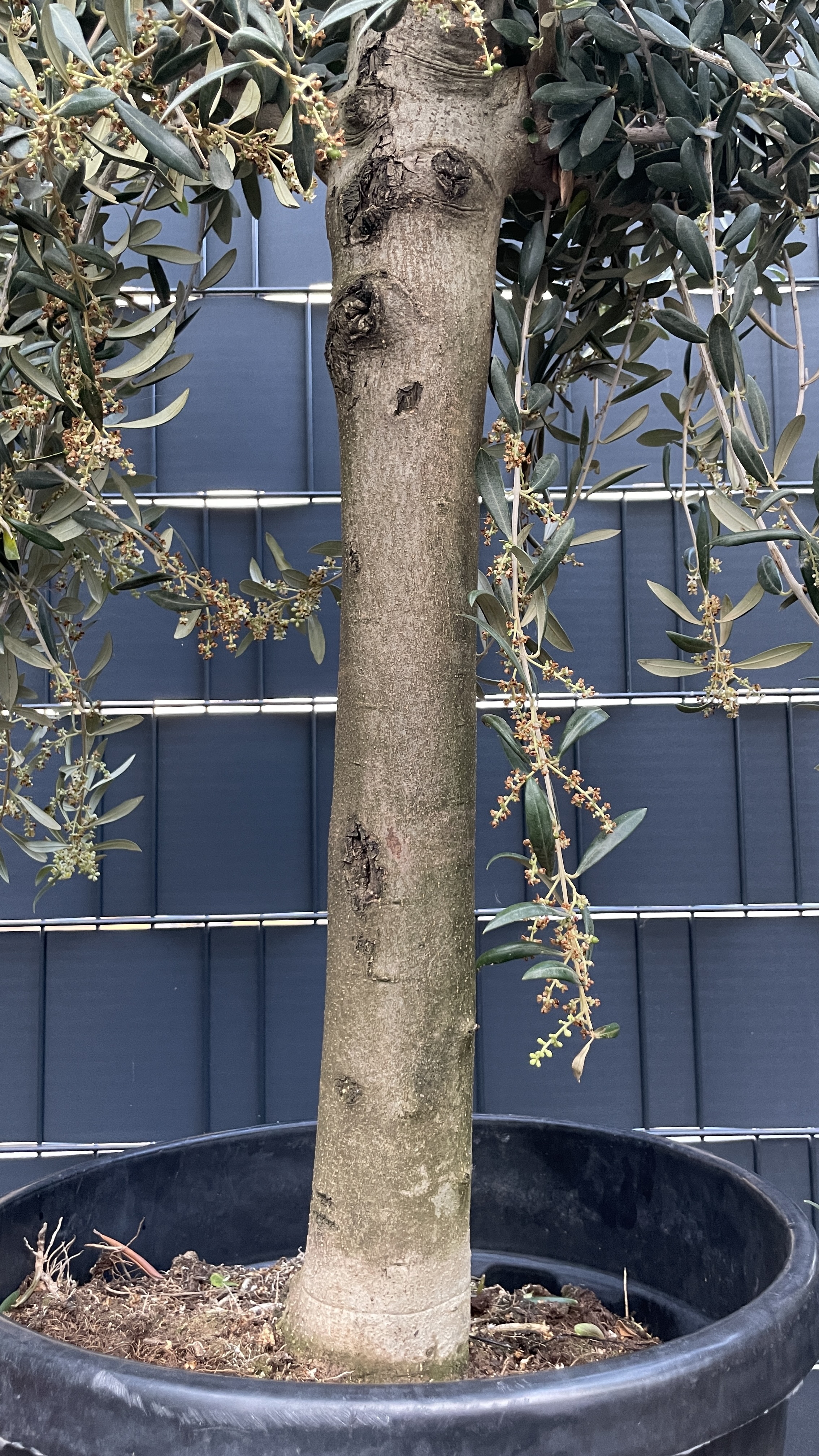Olea europaea - Olivenbaum 150-160cm