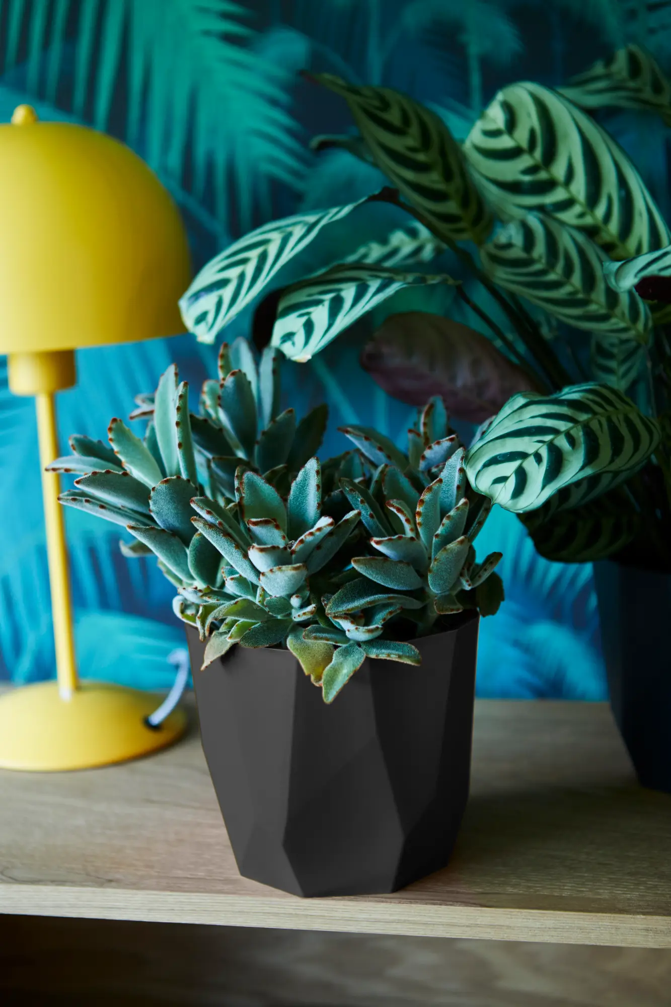elho b.for rock 18cm, living black