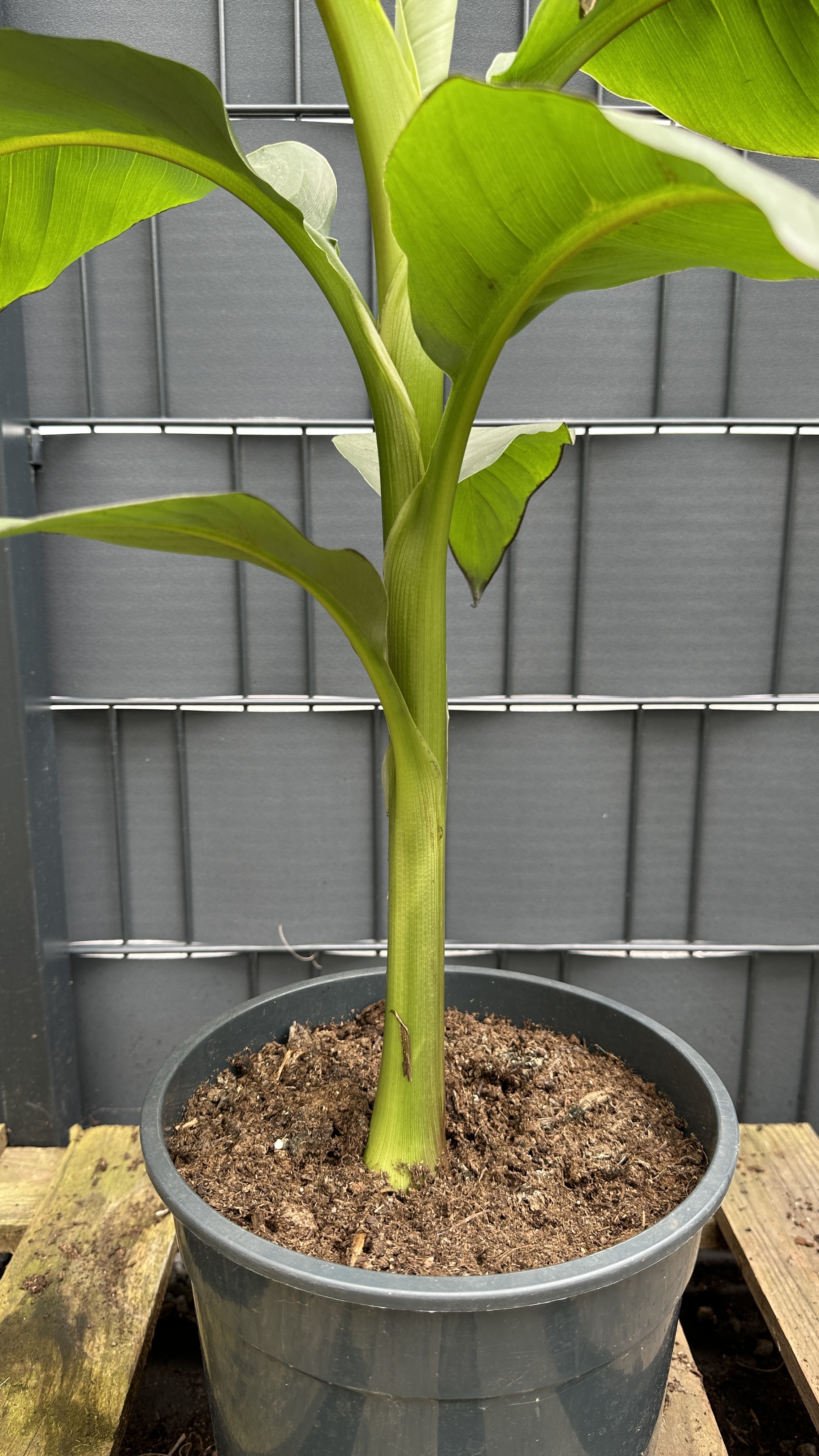 Musa basjoo Japanische Faserbanane, 70-90cm