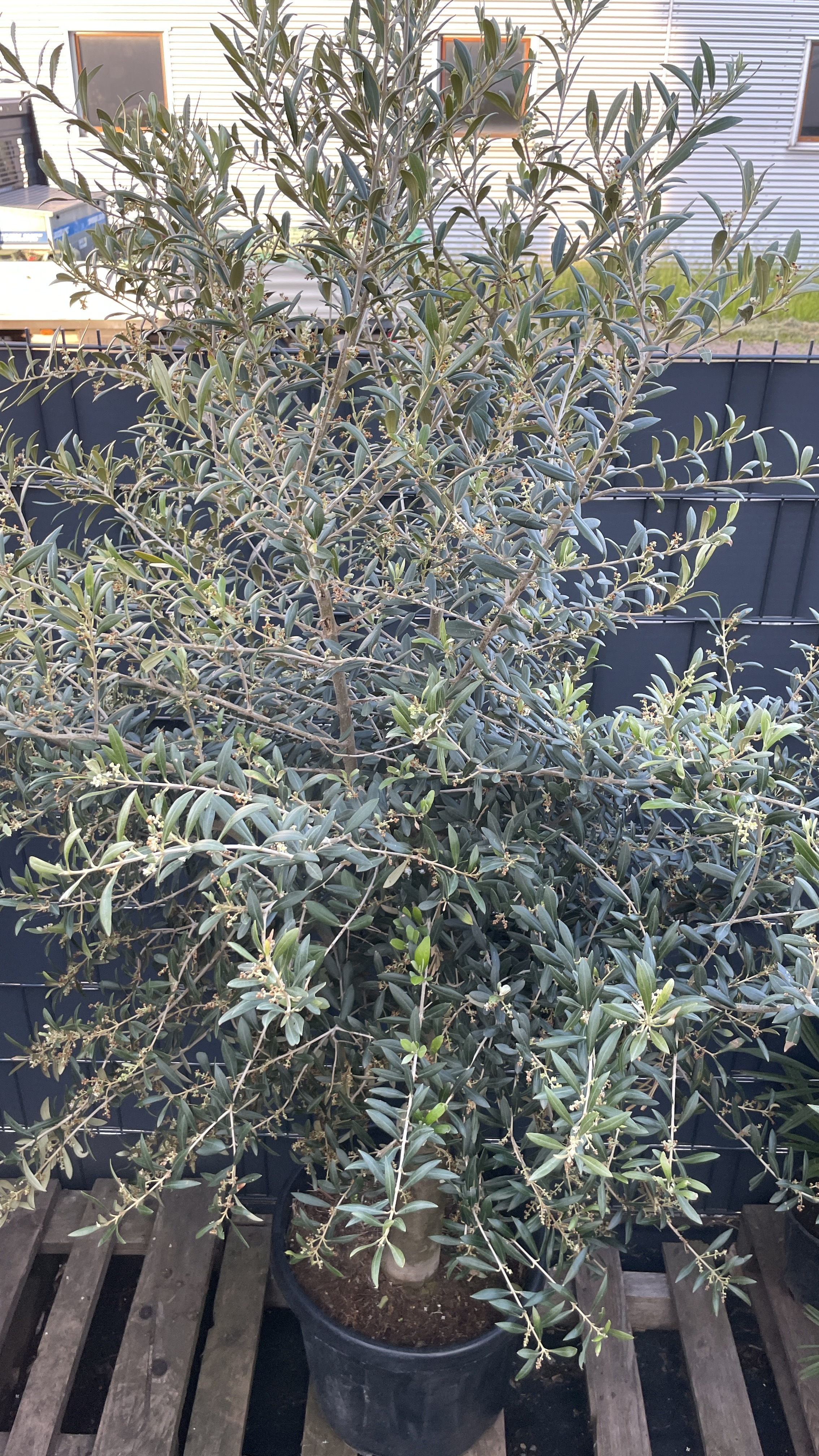 Olea europaea - Olivenbaum 150-160cm