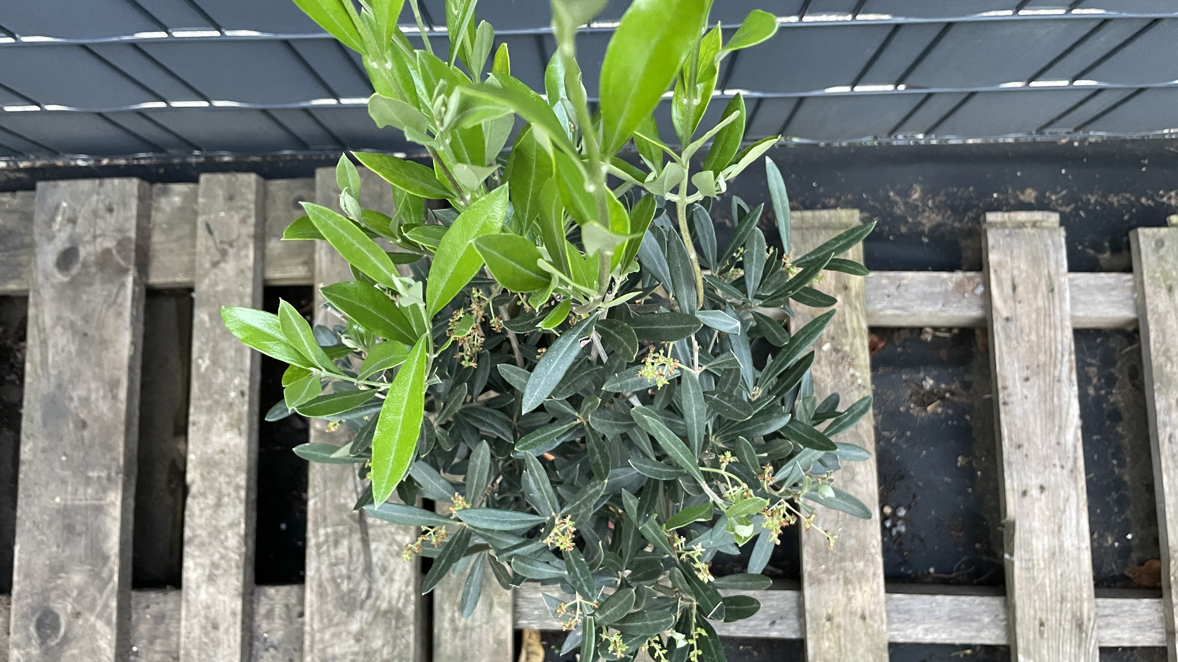 Olea europaea - Olivenbaum 80-90cm