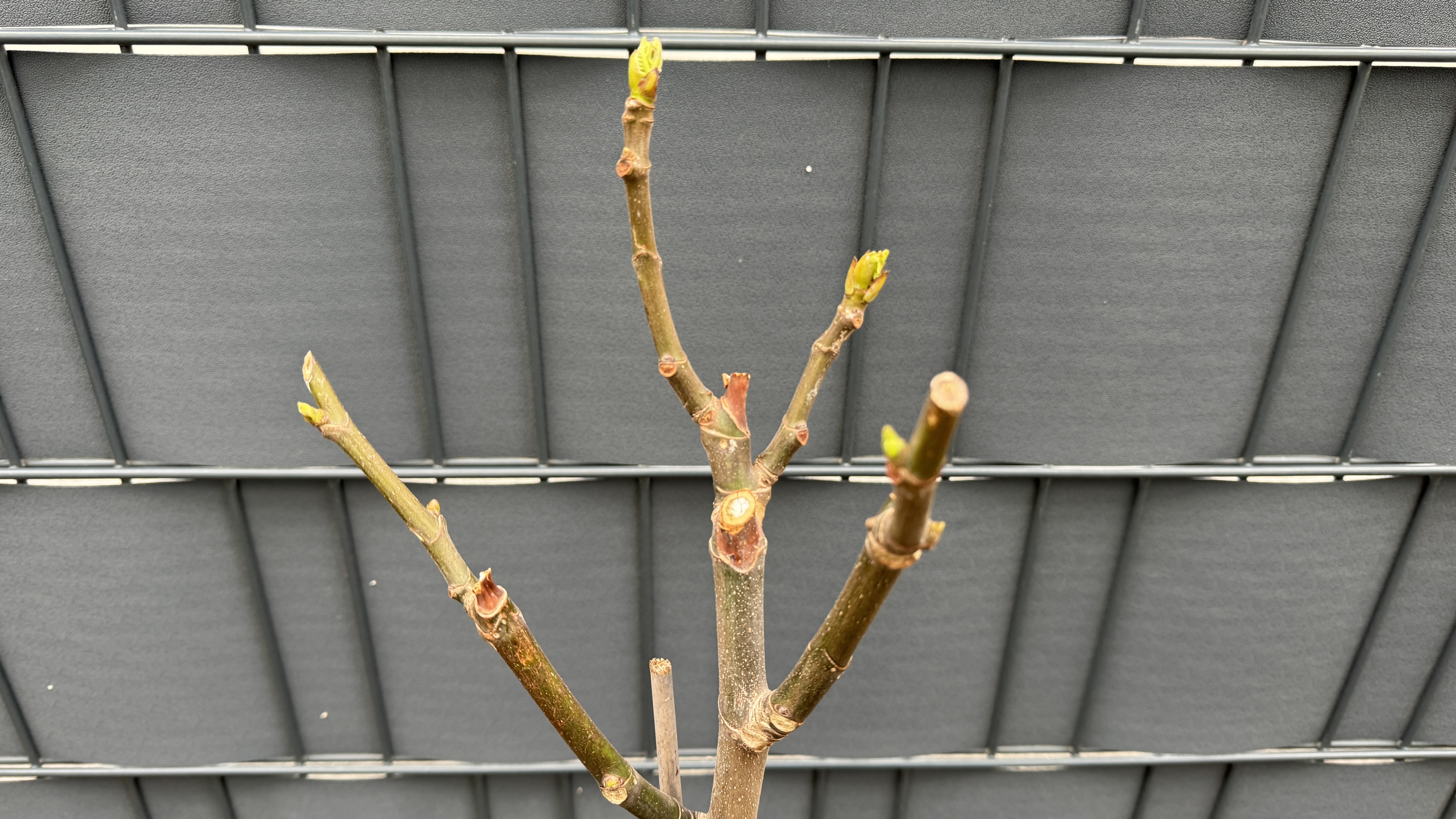 Ficus carica Echter Feigenbaum 170-180cm