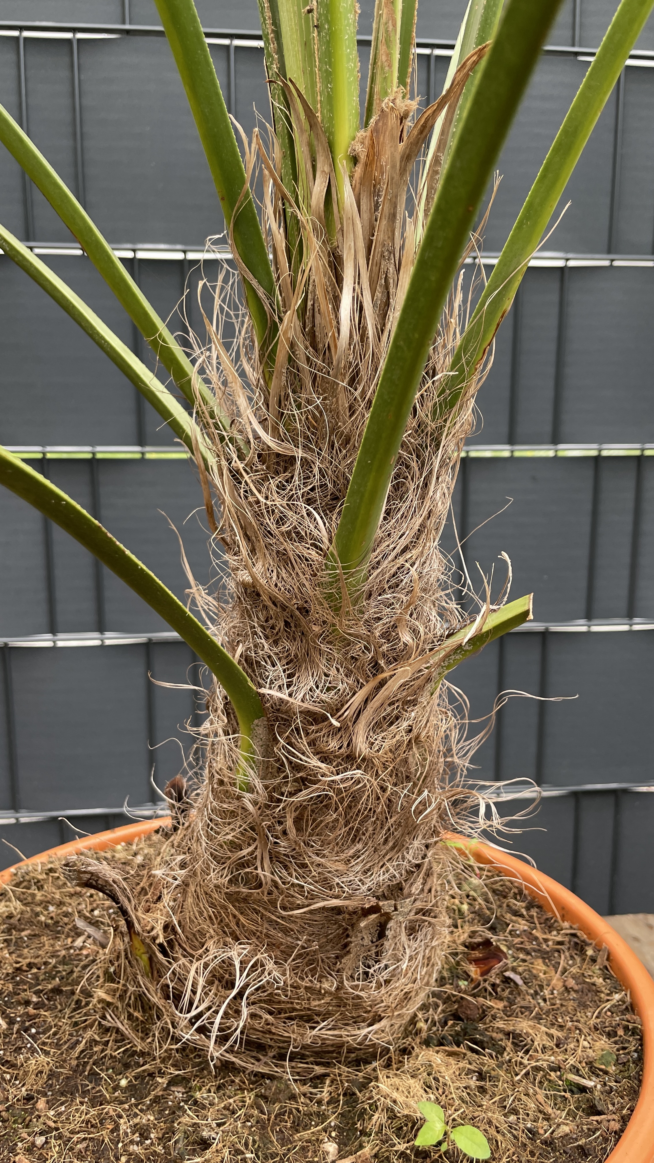 Trachycarpus wagnerianus - Wagners Hanfpalme 125-135cm