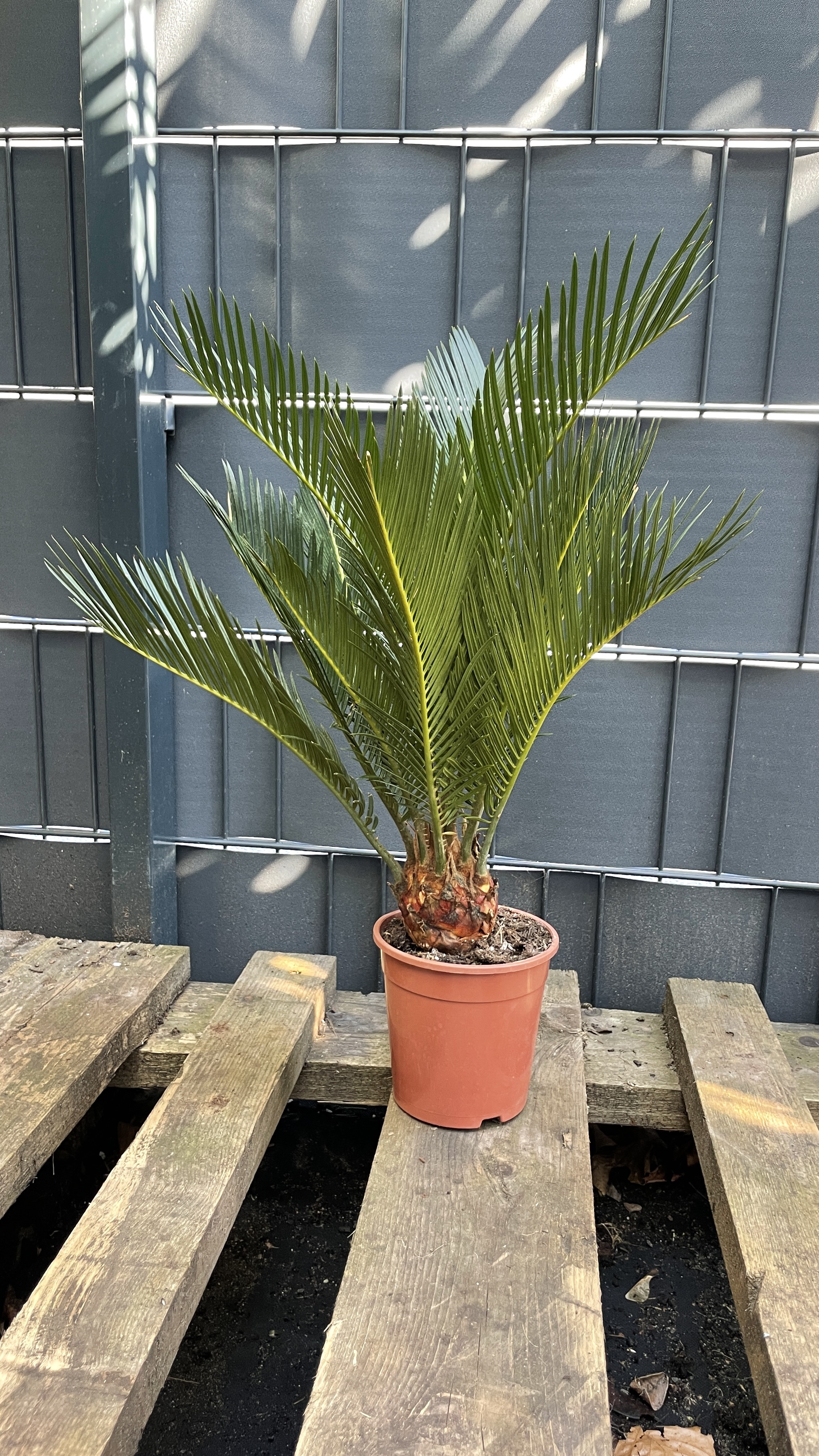 Cycas revoluta - Japanischer Sagopalmfarn 45-55cm