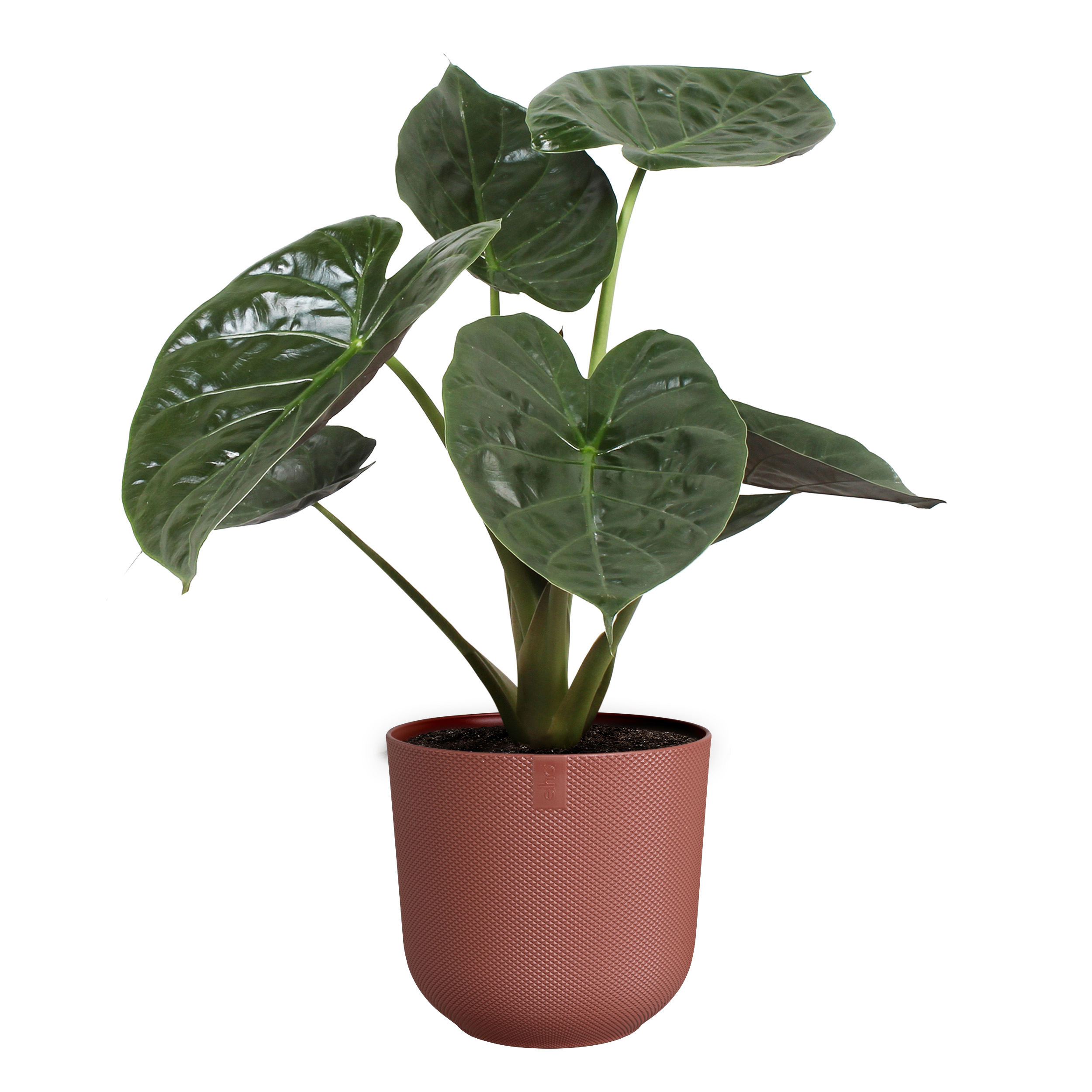 elho jazz rund 26cm toskanisches rot