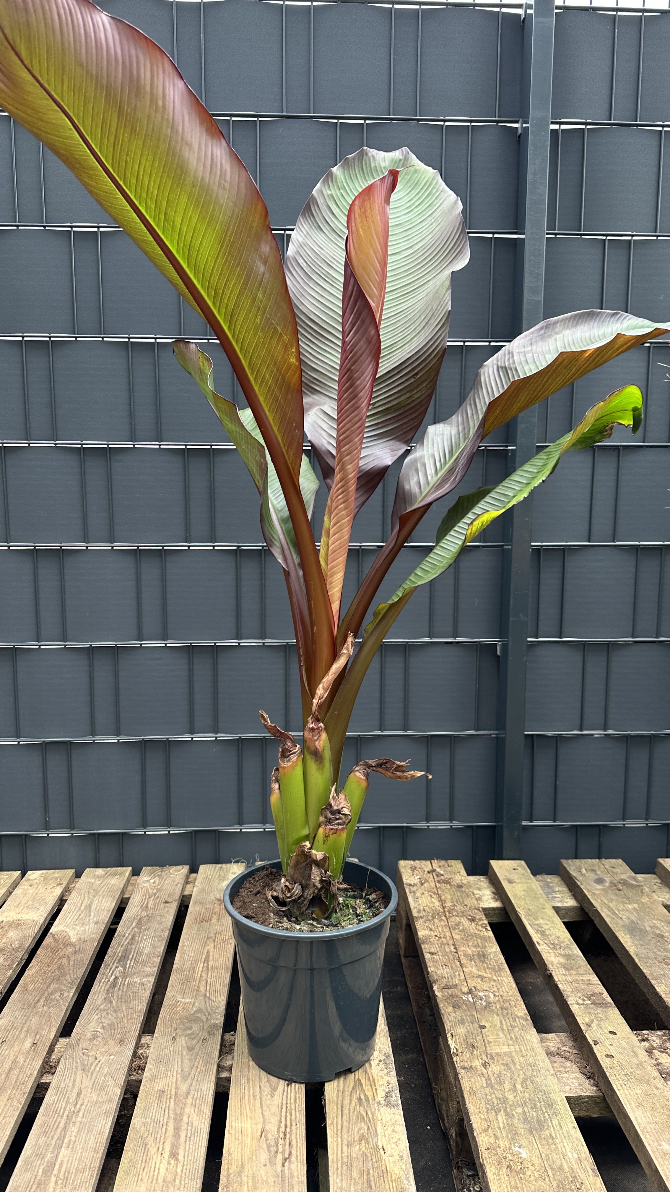 Musa Ensete ventricosum maurelli Rote Zierbanane 90-120cm