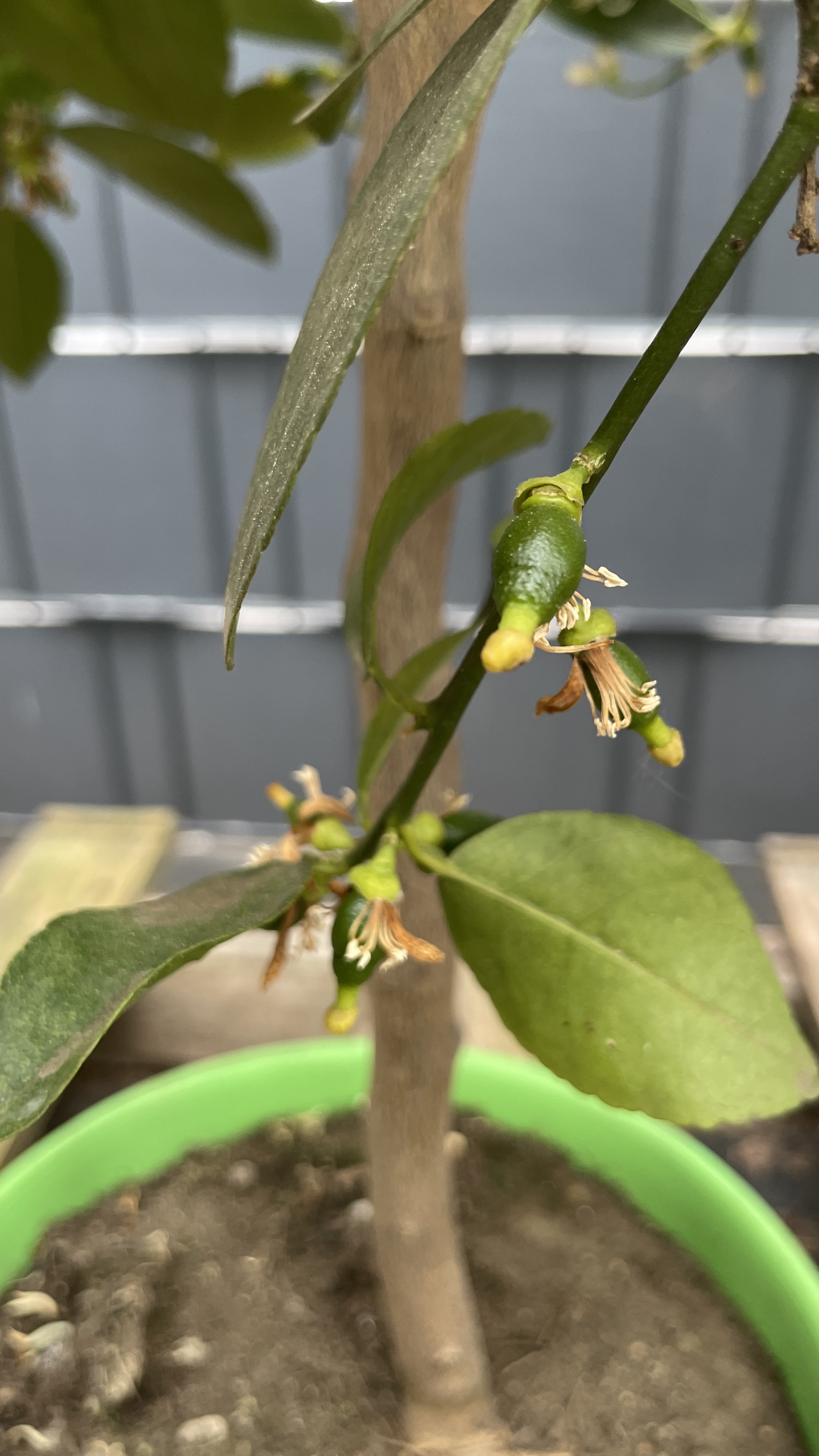 Citrus aurantifolia Lime Echter Limettenbaum 60-70cm