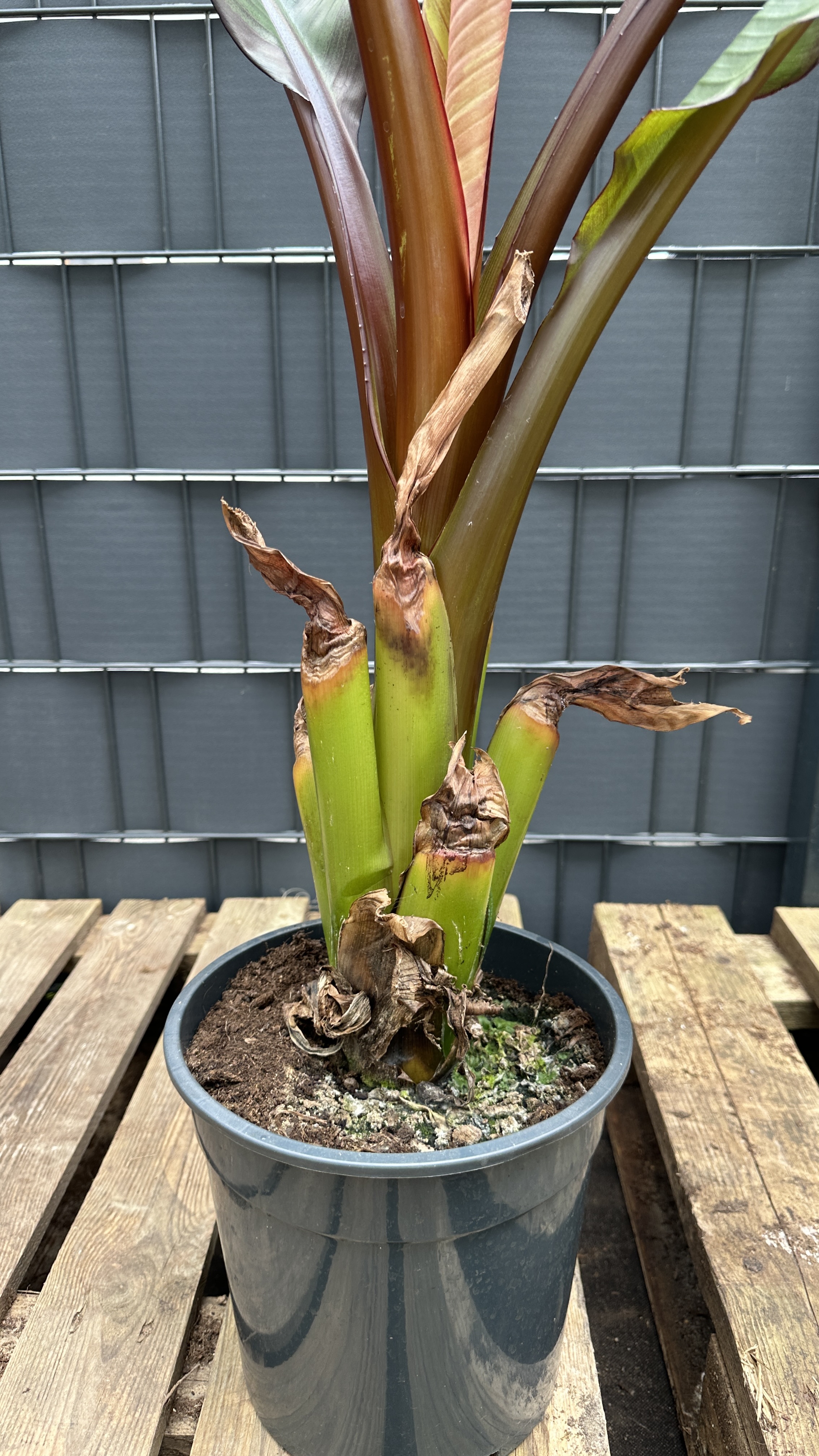 Musa Ensete ventricosum maurelli Rote Zierbanane 90-120cm