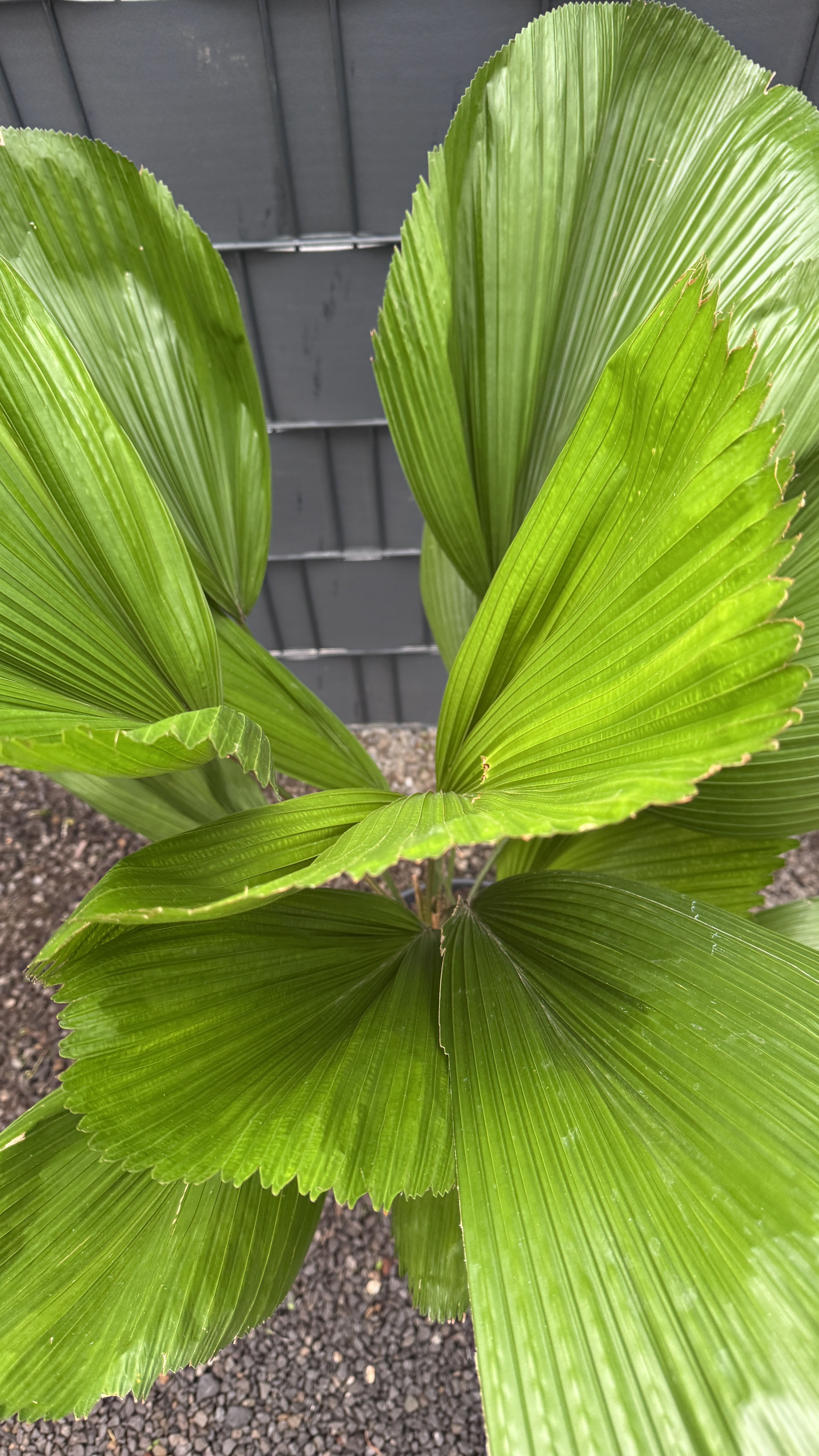 Licuala grandis Großblättrige Strahlenpalme 110-120cm