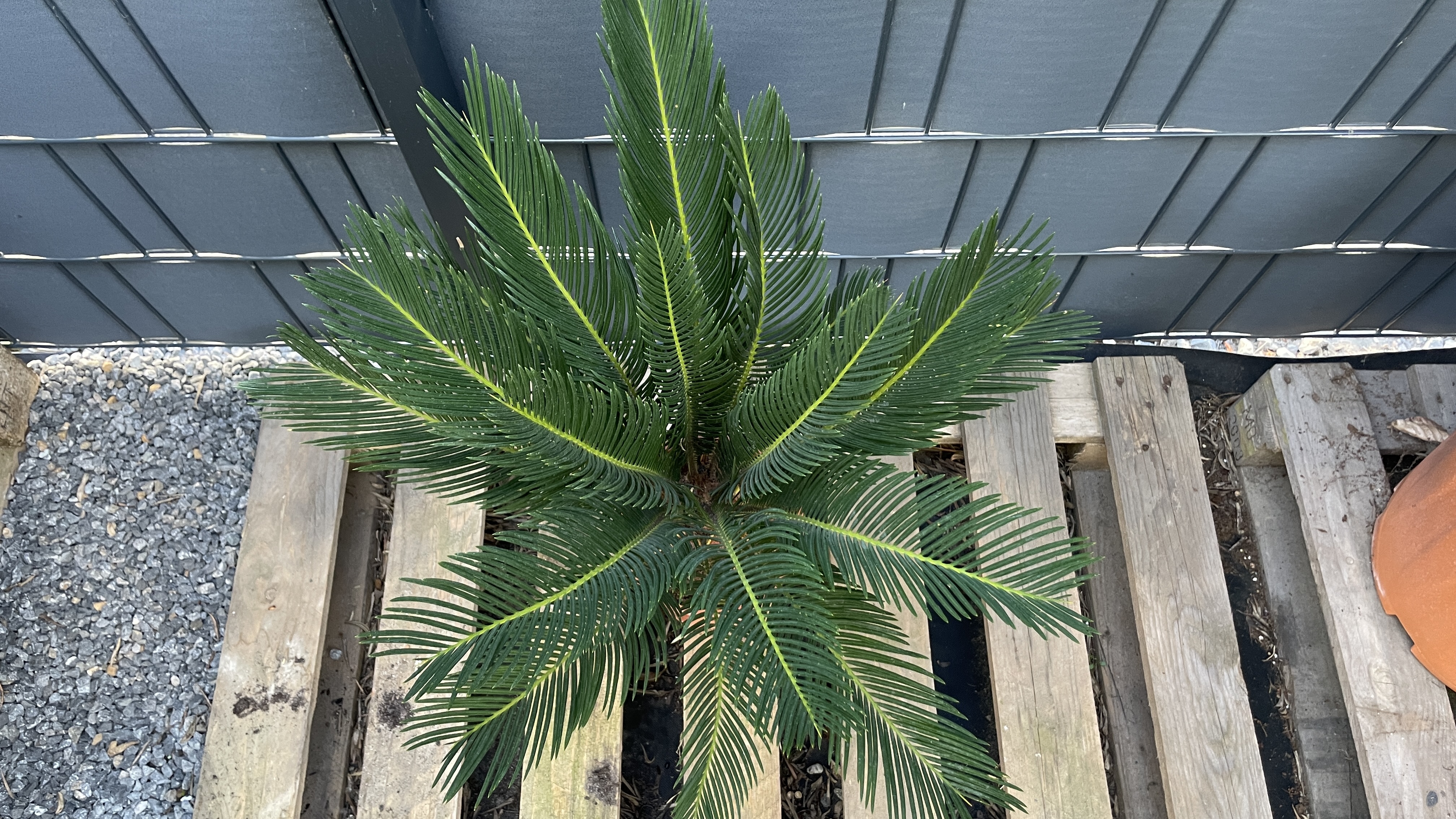 Cycas revoluta - Japanischer Sagopalmfarn 55-65cm / Wedel 12+