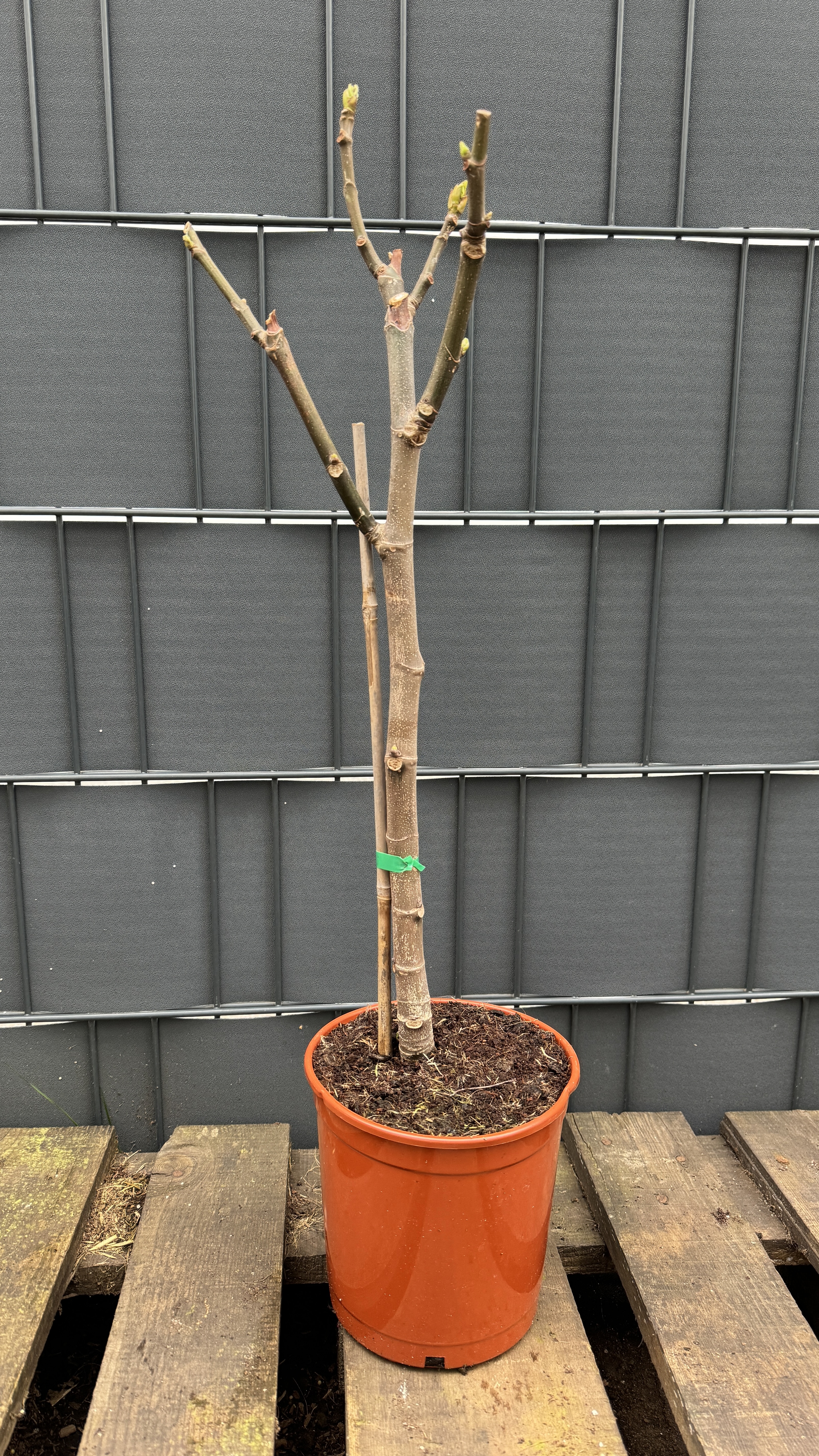 Ficus carica Echter Feigenbaum 170-180cm