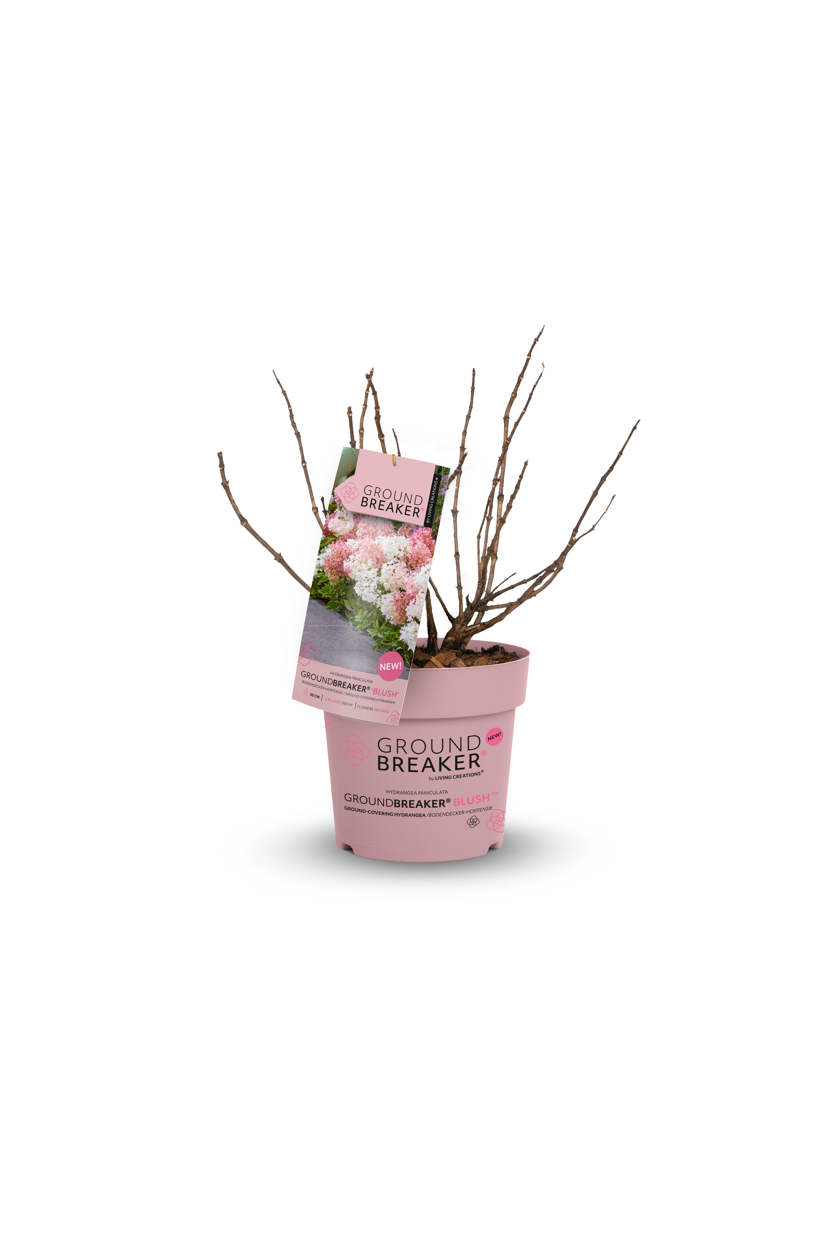Zwerg-Rispenhortensie Groundbreaker® Blush, 20-30cm