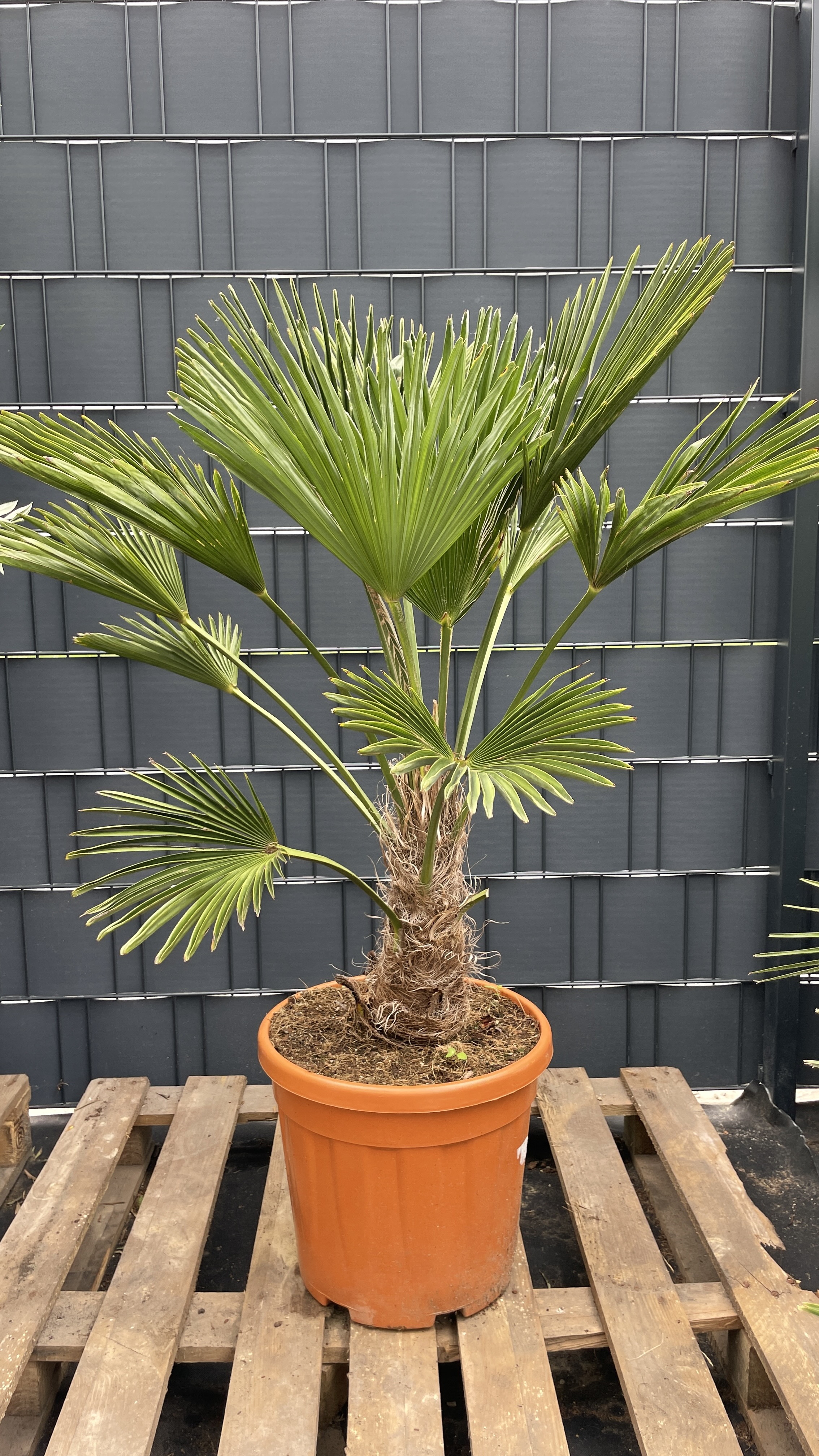 Trachycarpus wagnerianus - Wagners Hanfpalme 125-135cm