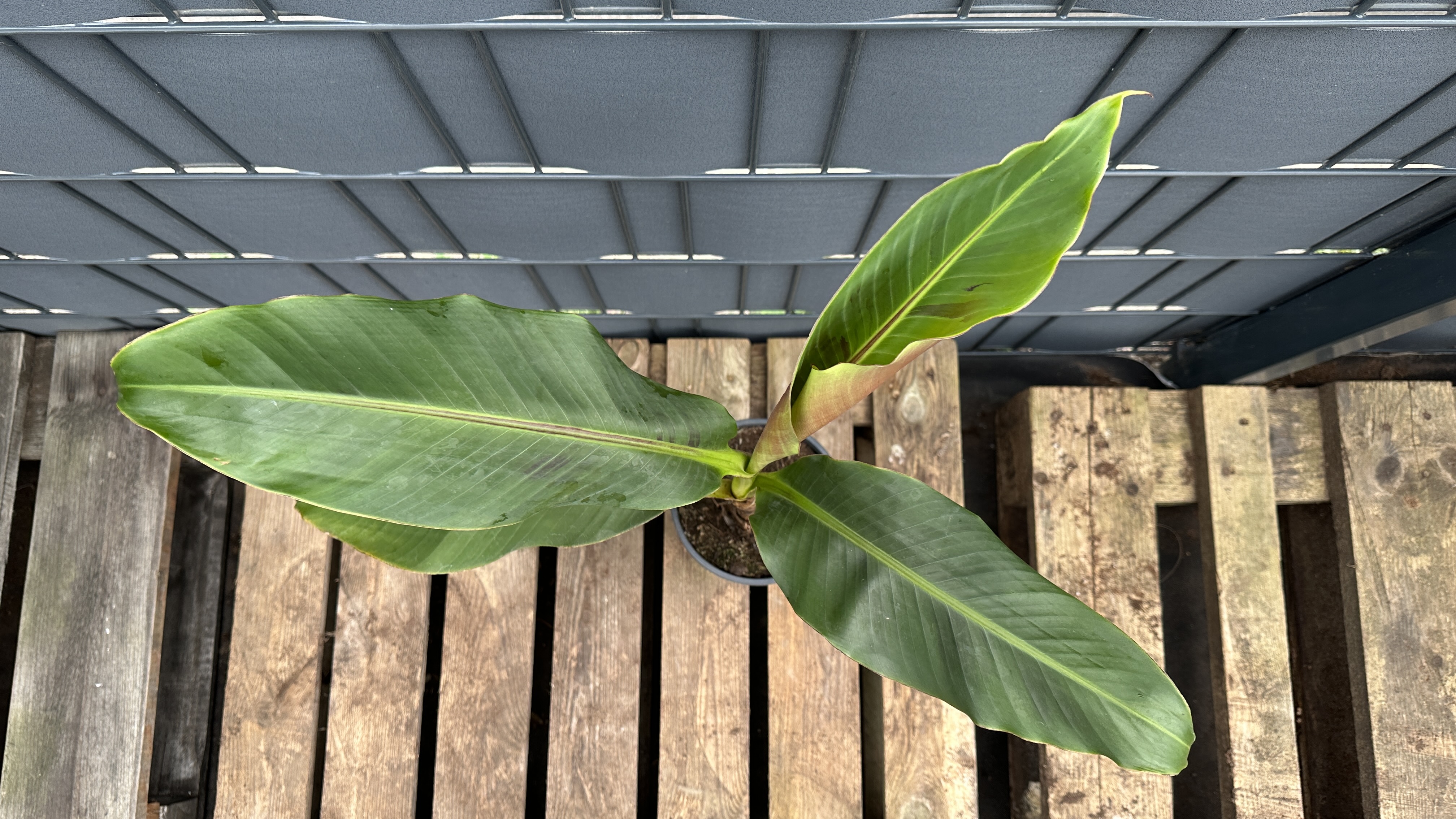 Musa sikkimensis Darjeeling Banane, 50-70cm