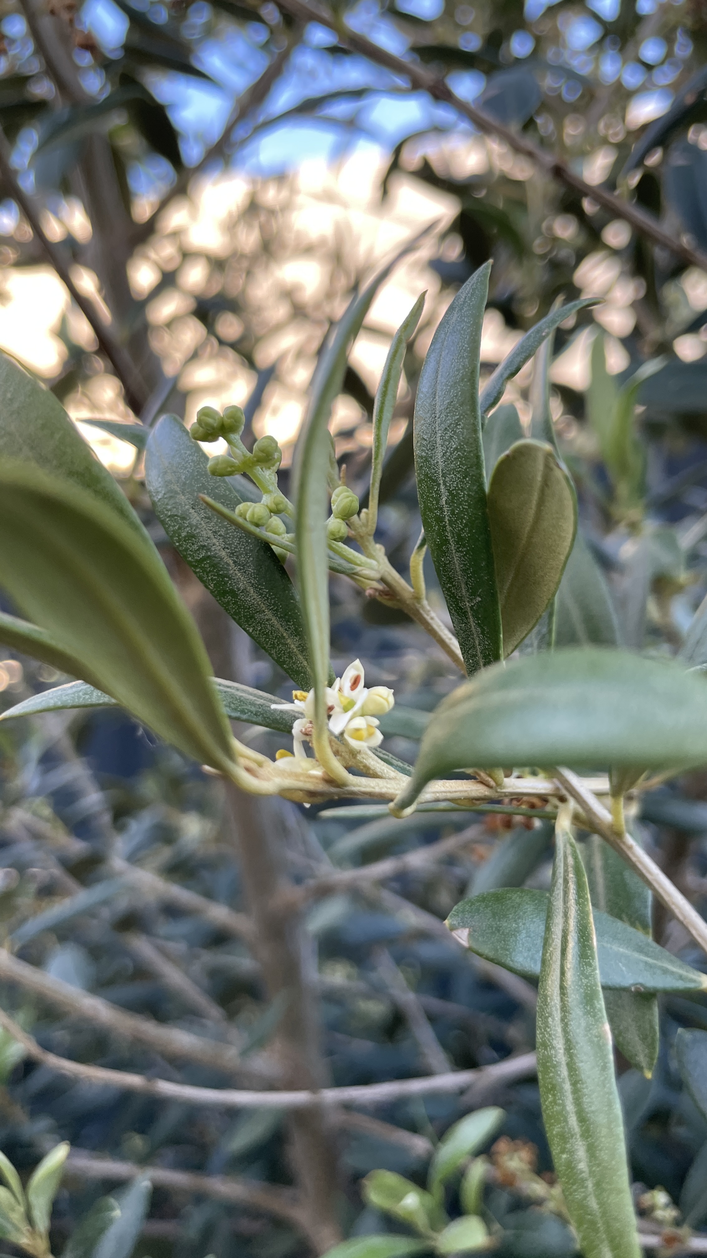 Olea europaea - Olivenbaum 150-160cm