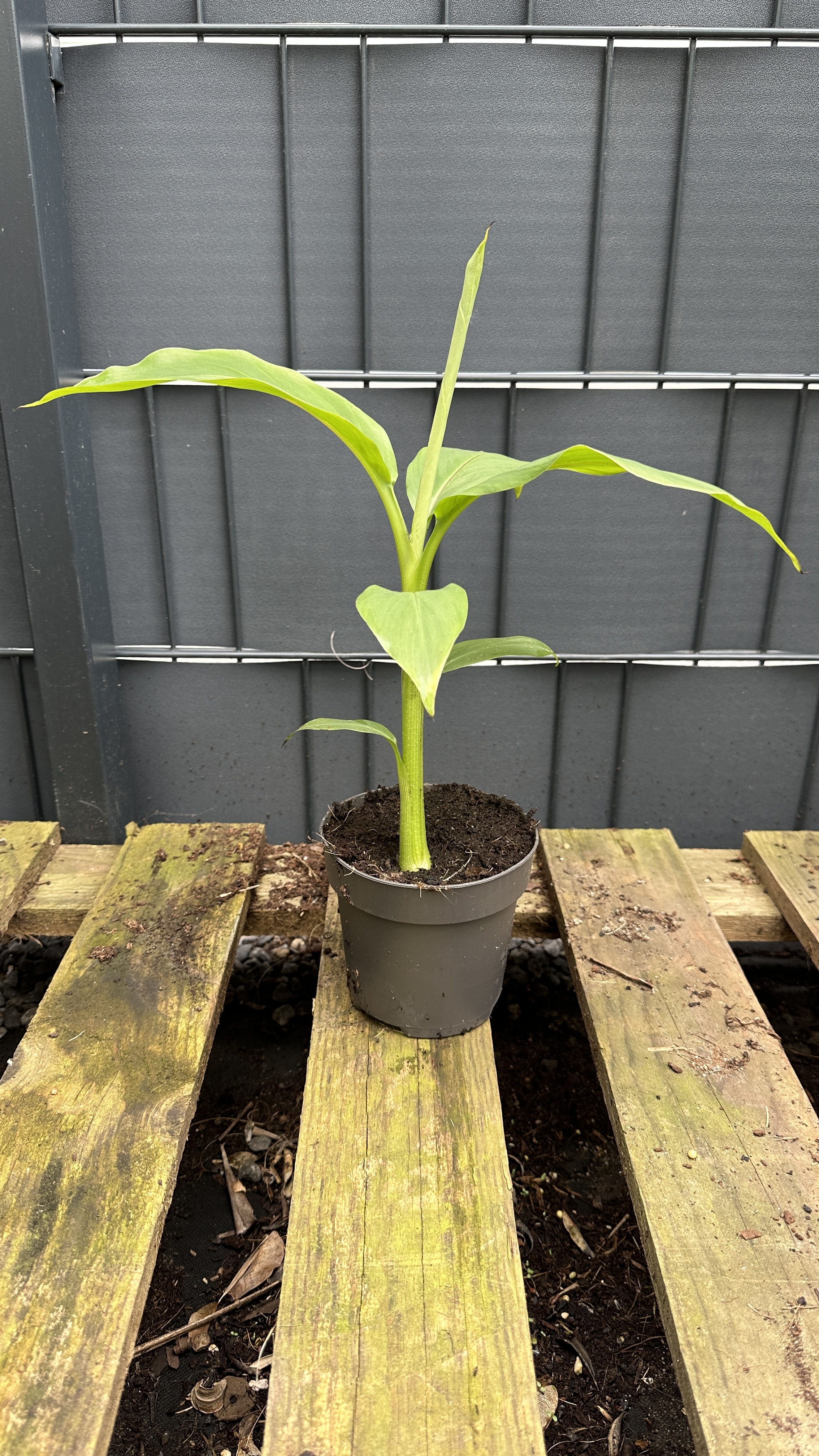 Musa basjoo Japanische Faserbanane, 25-40cm