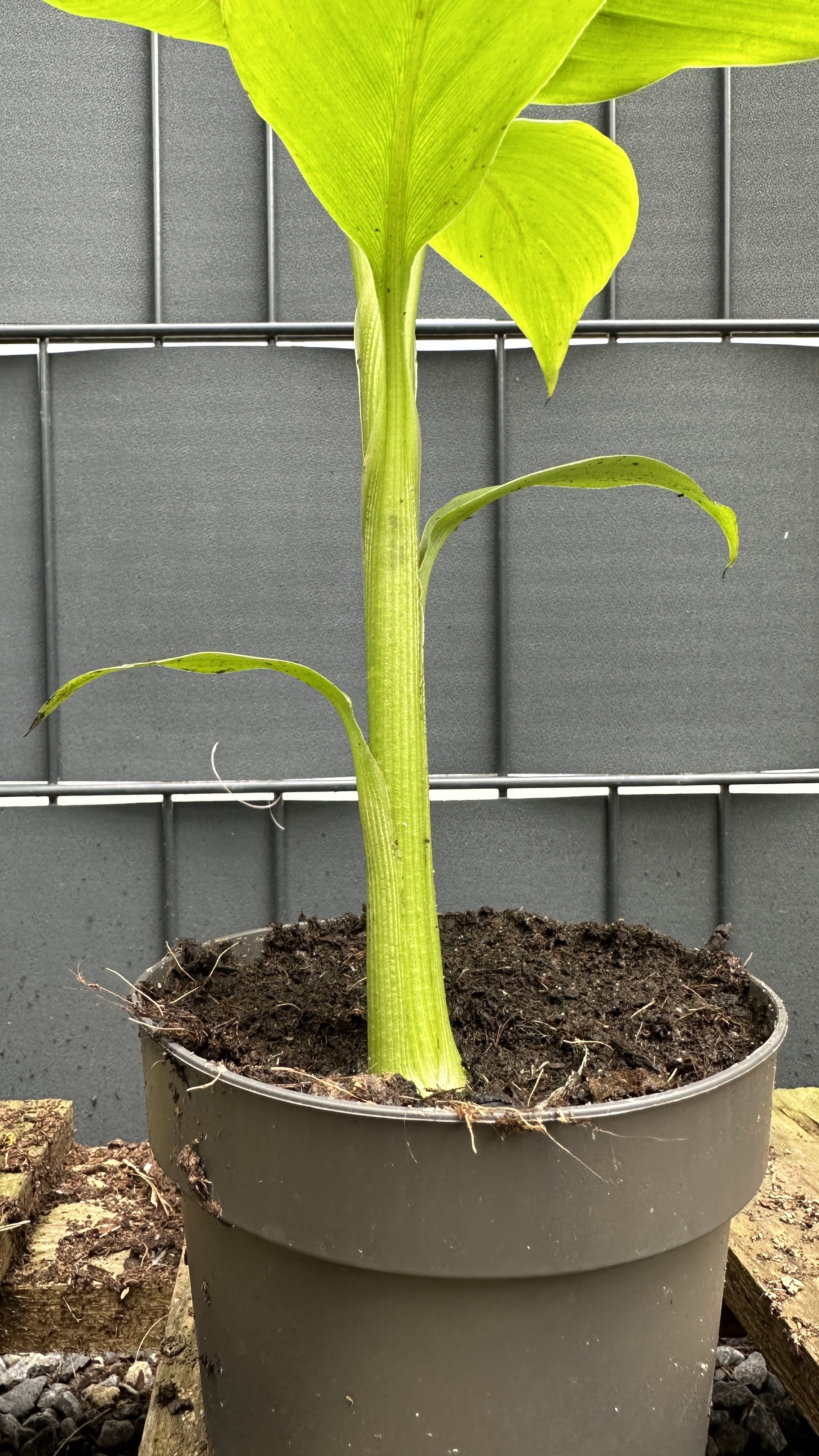 Musa basjoo Japanische Faserbanane, 25-40cm
