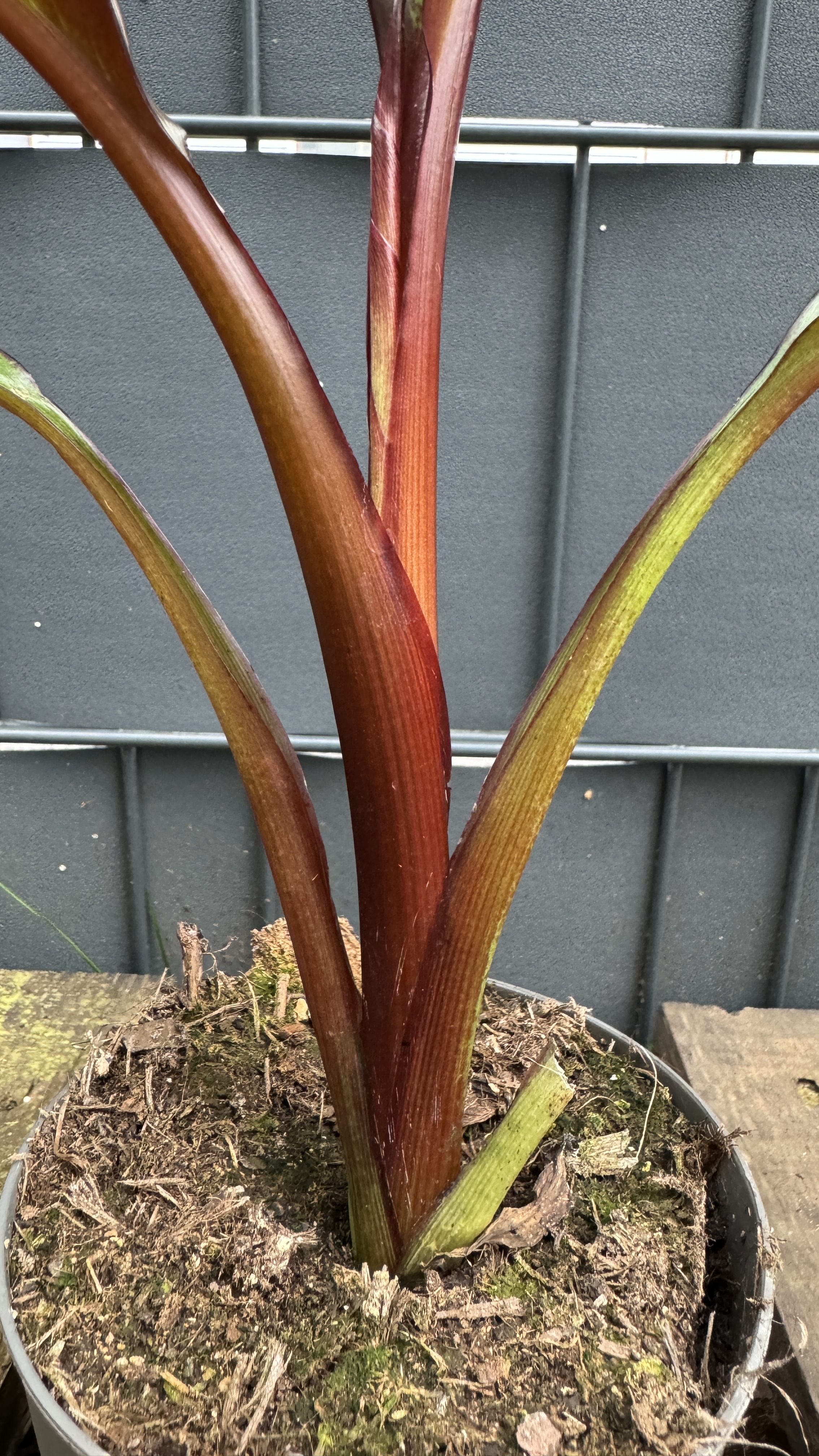 Musa Ensete ventricosum maurelli Rote Zierbanane 30-50cm