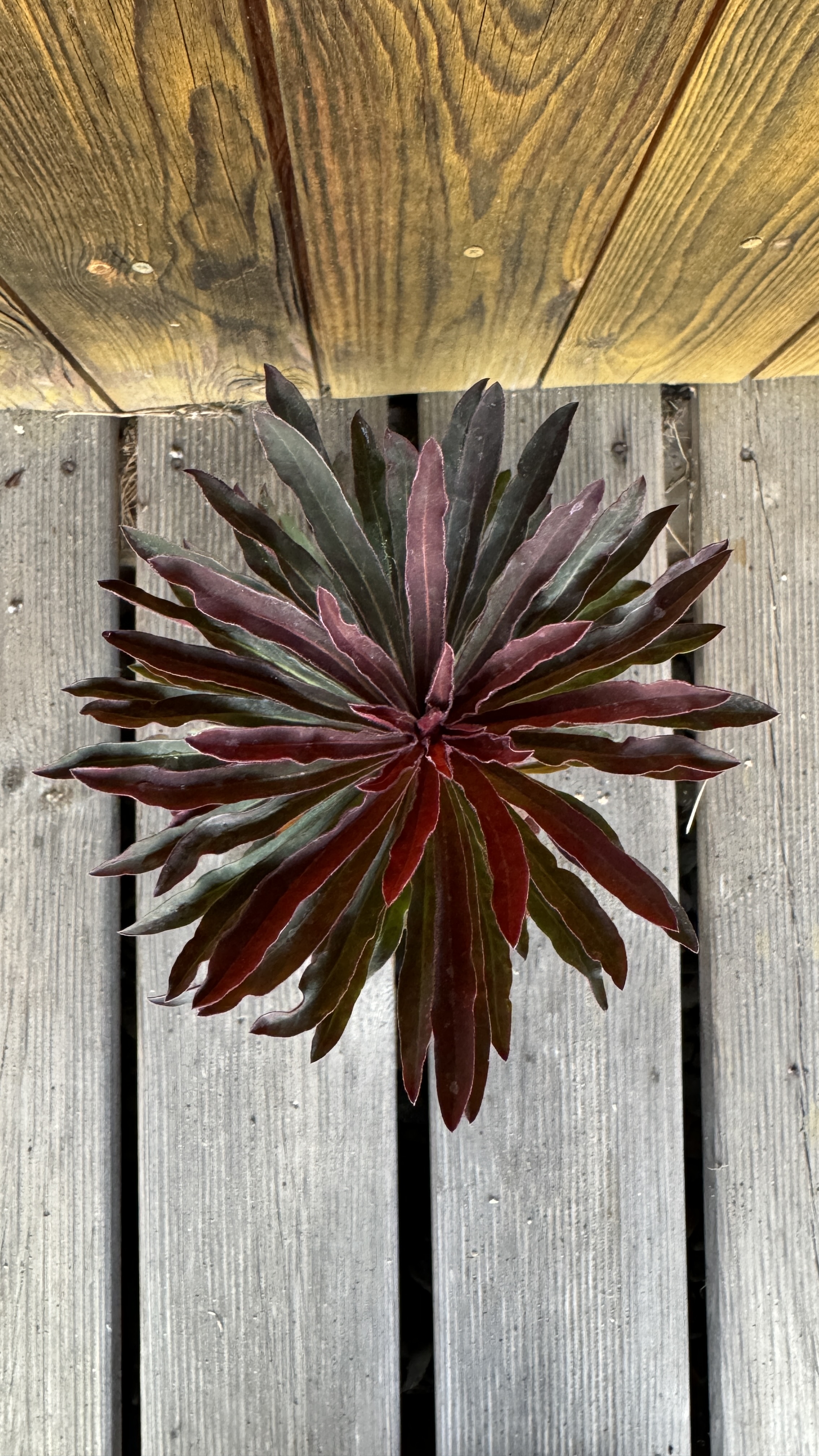 Euphorbia amygdaloides 'Miners Merlot' Rote Garten-Wolfsmilch 40-45cm