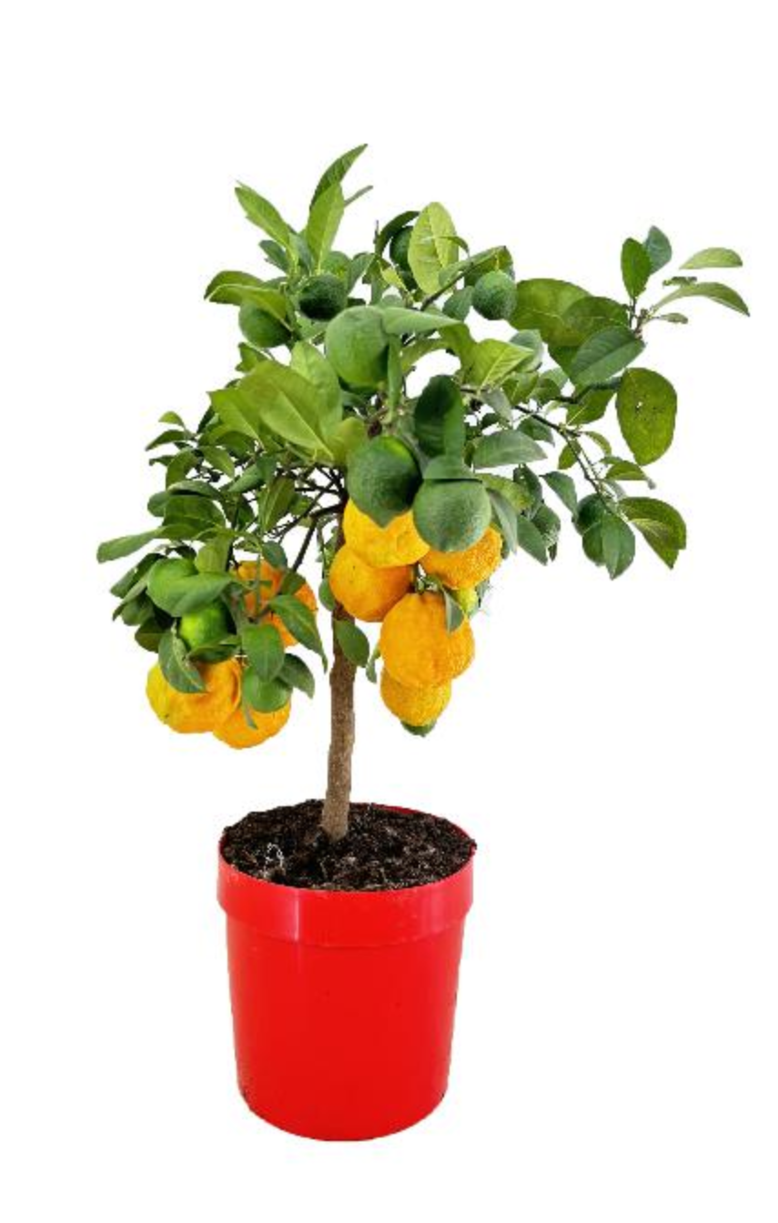 Citrus limon rosso Roter Zitronenbaum 80-90cm