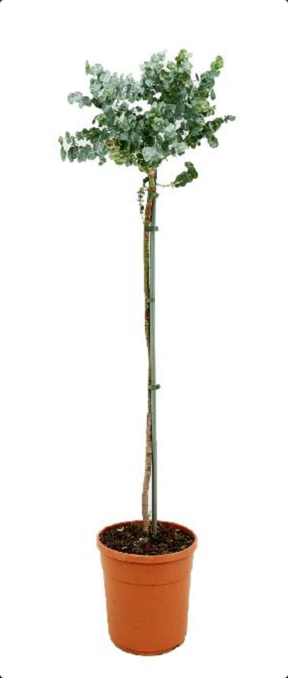 Eukalyptus cinerea Hochstamm, 130-140cm