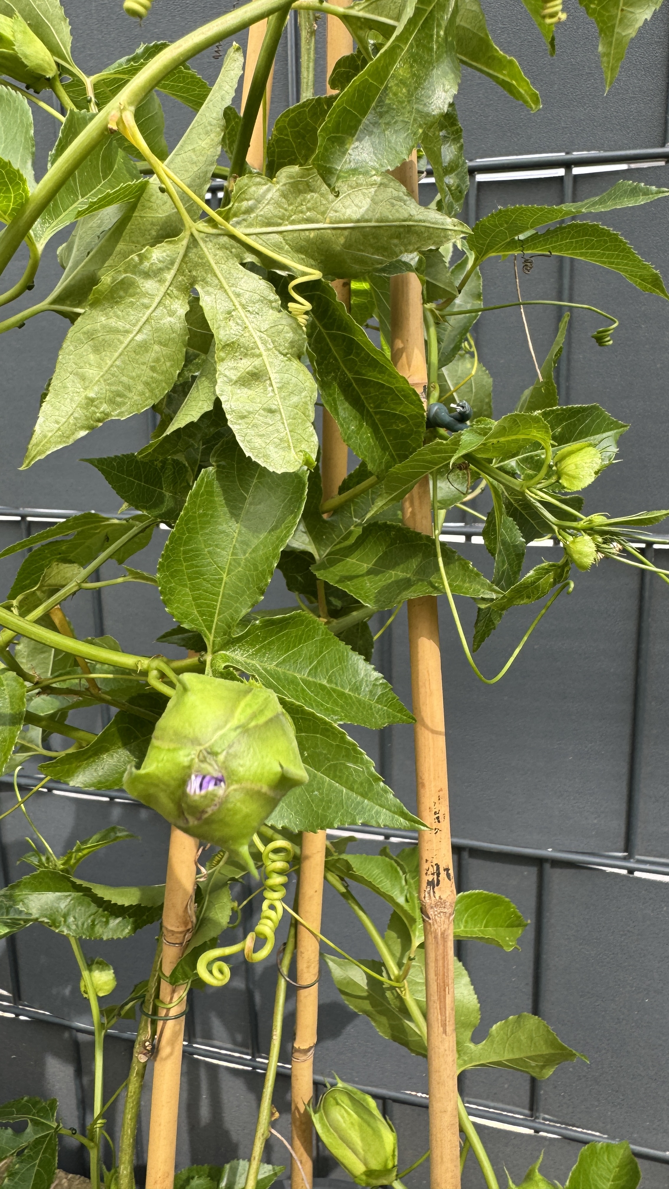 Passiflora edulis Passionsfrucht (Maracuja) 85-100cm