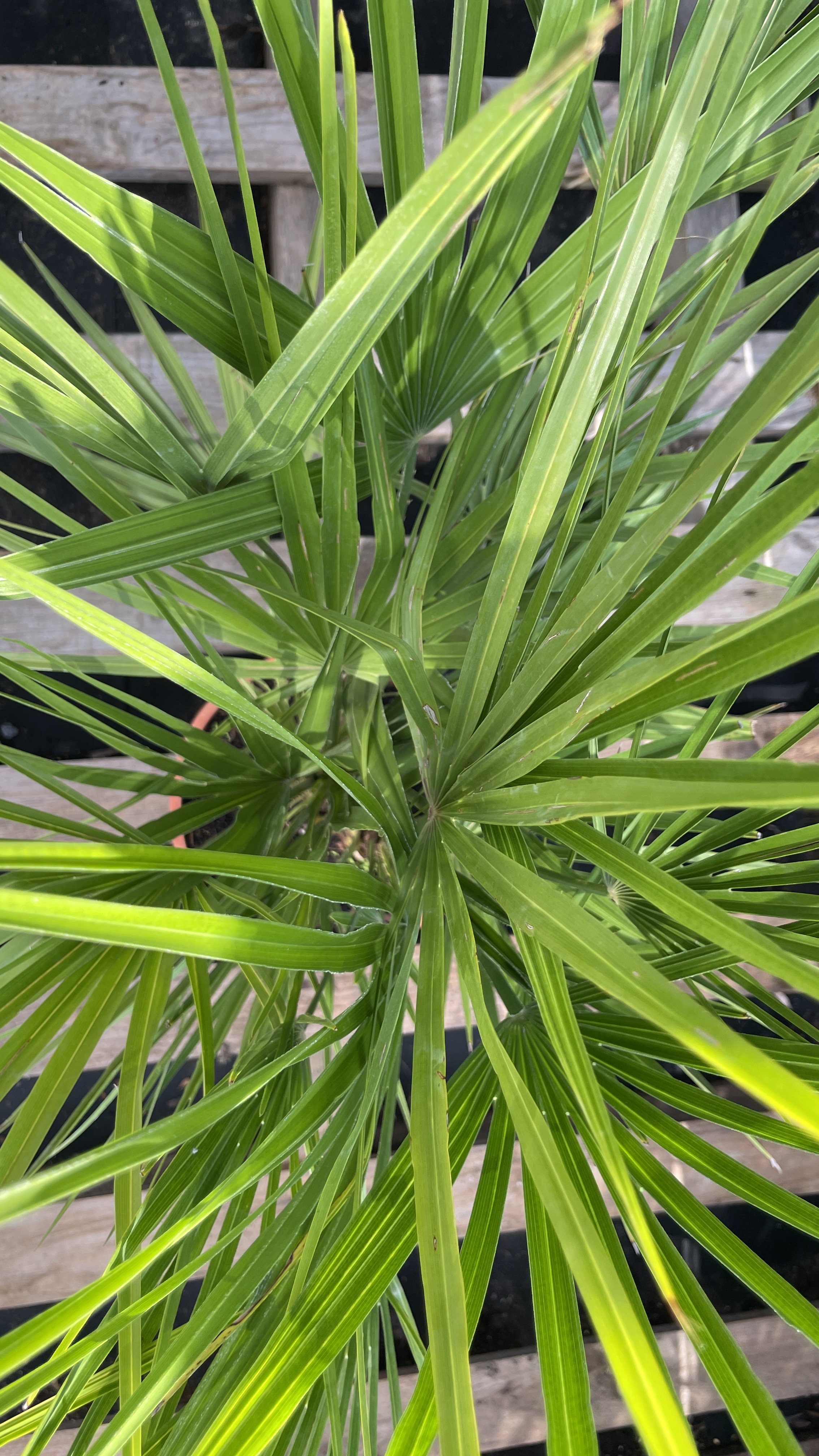 Chamaerops humilis - Zwergpalme 100-110cm Doppelstamm
