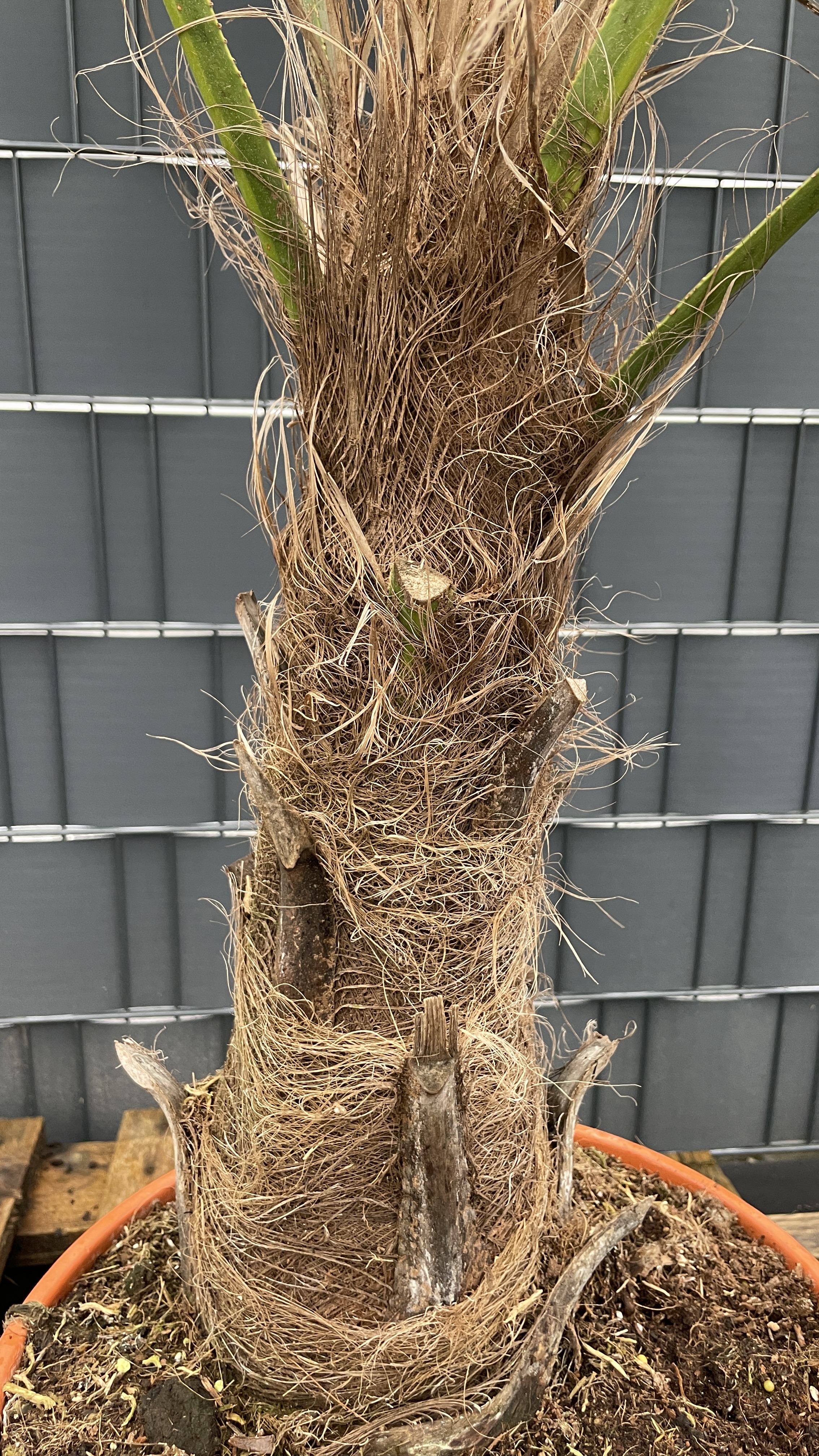 Trachycarpus fortunei Chinesische Hanfpalme 160-170cm