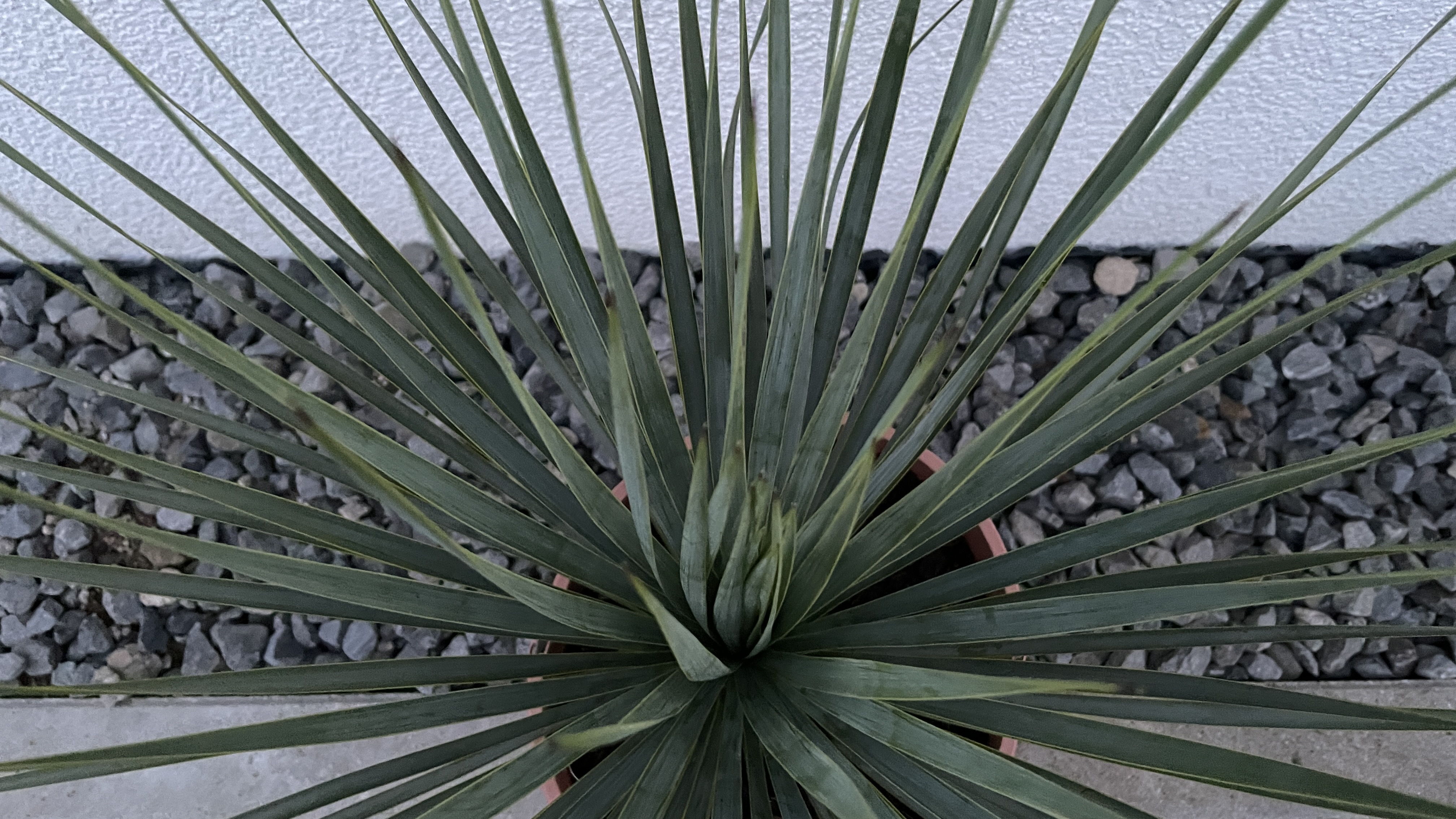 Yucca rostrata Blaue Palmlilie 35-50cm
