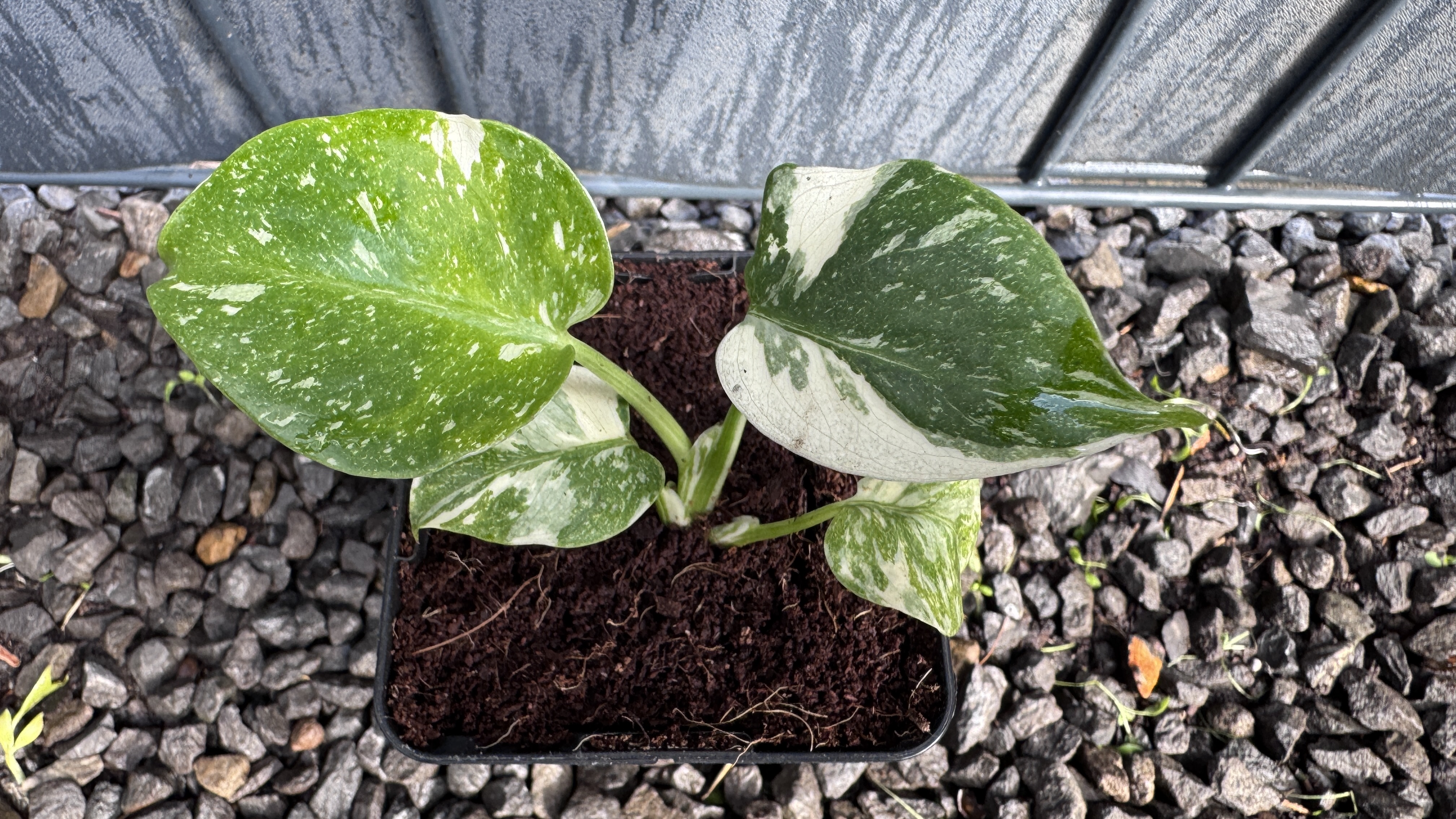 Monstera Thai Constellation Fensterblatt panaschiert 13-19cm