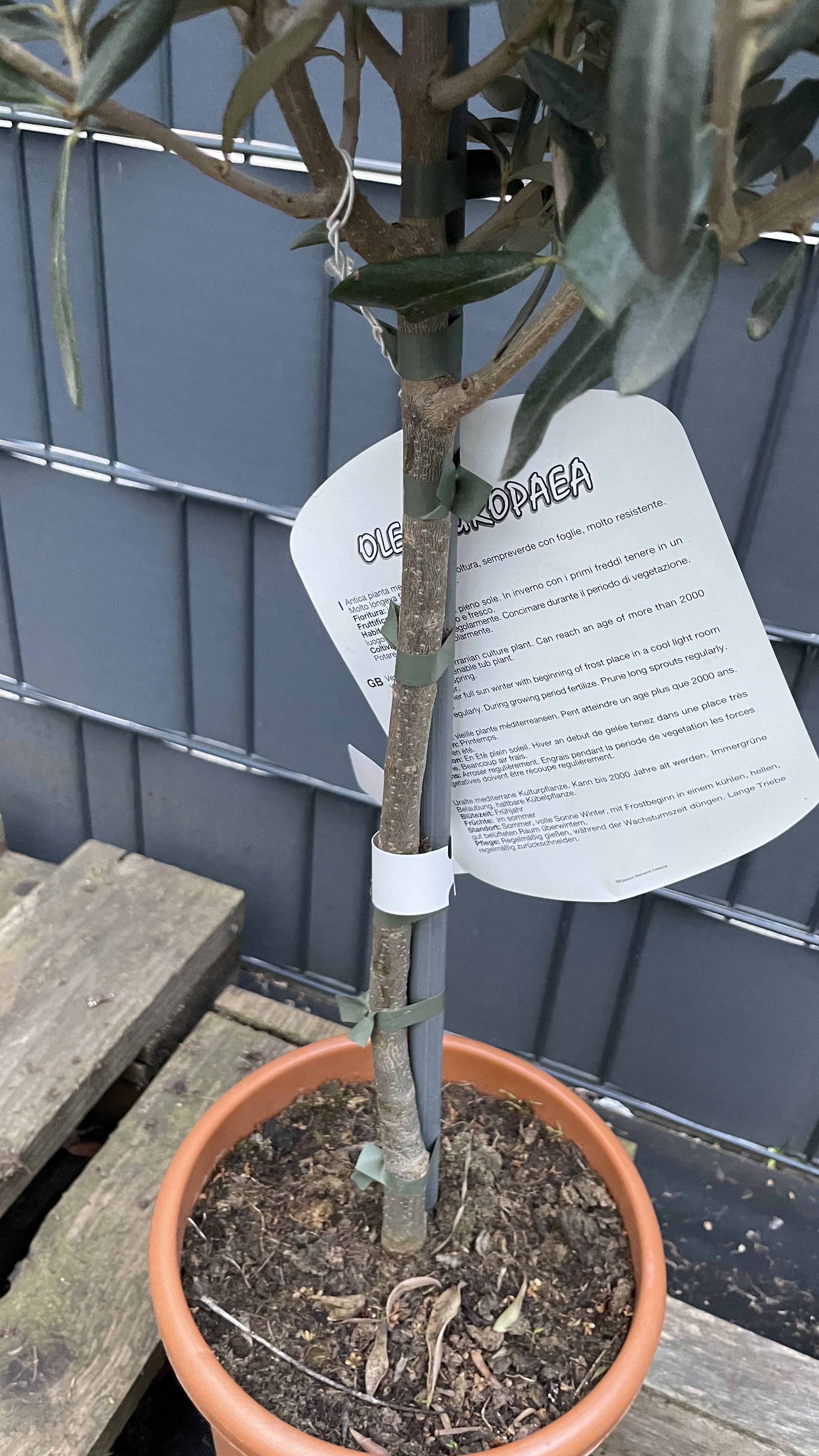 Olea europaea - Olivenbaum 80-90cm