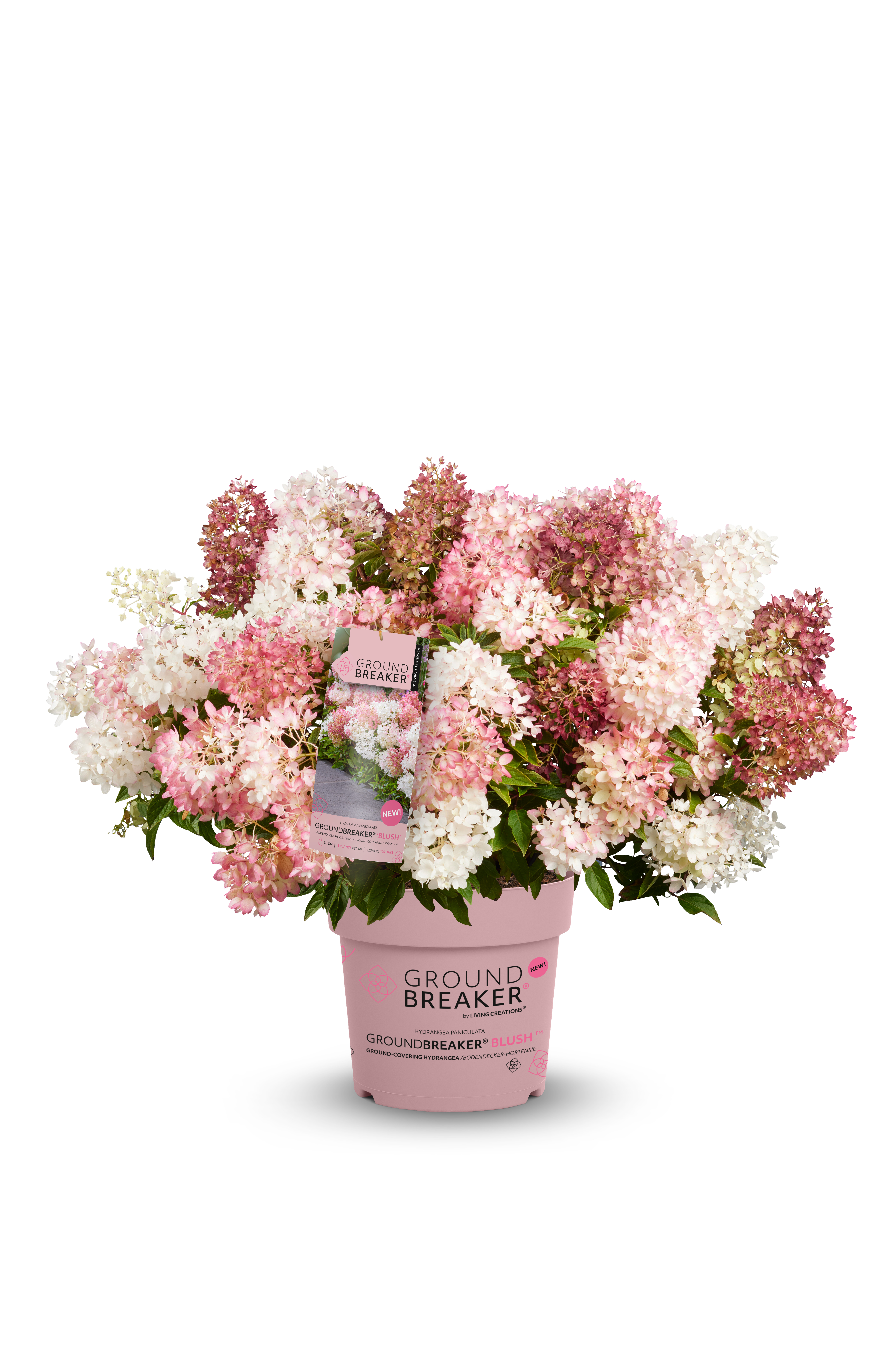 Zwerg-Rispenhortensie Groundbreaker® Blush, 20-30cm