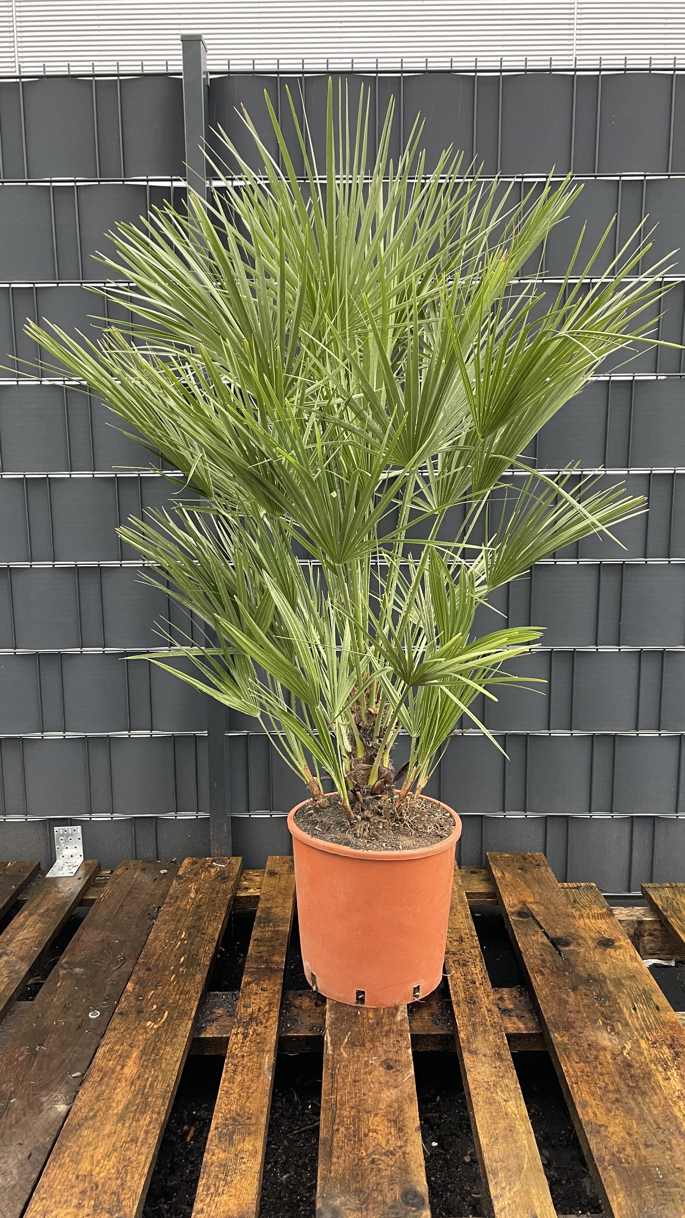 Chamaerops humilis - Zwergpalme 125-135cm