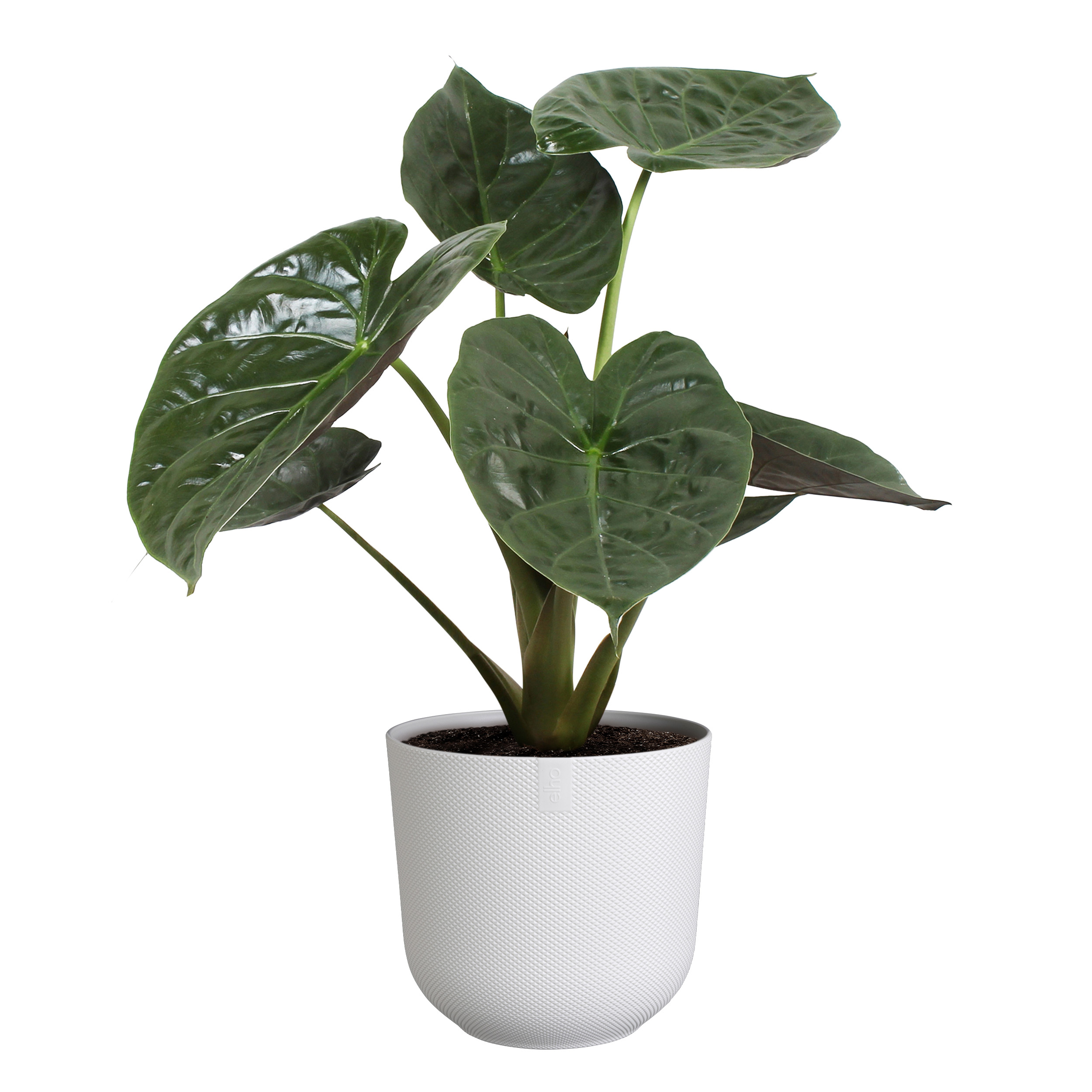 elho jazz rund 23cm seidenweiß