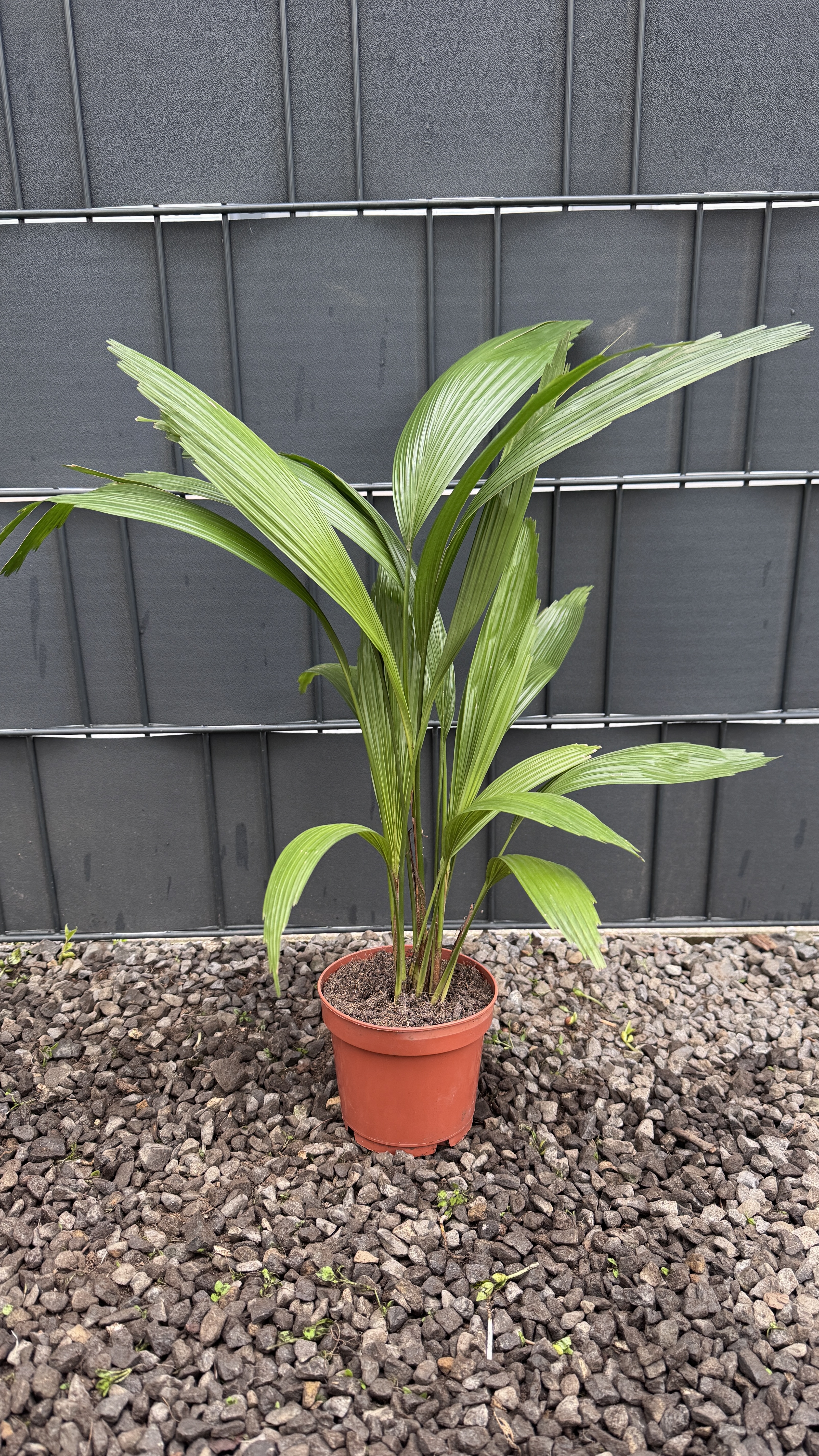 Licuala grandis Großblättrige Strahlenpalme 50-60cm